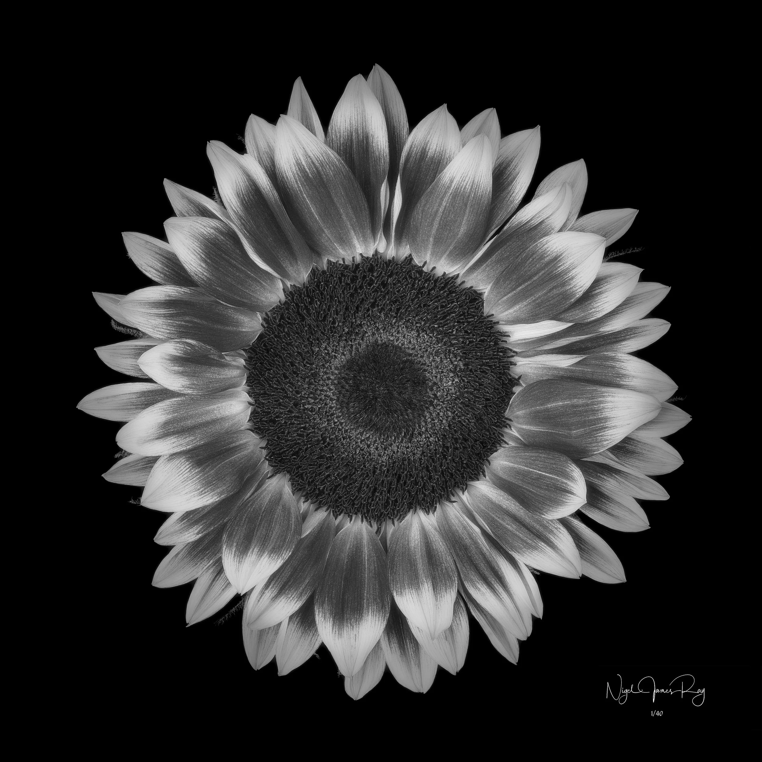 PURCHASE SUNDOWN LIMITED EDITION IMAGE