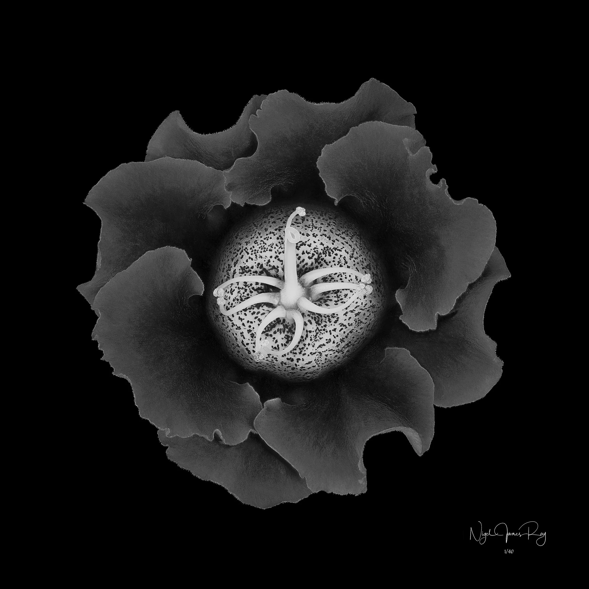 PURCHASE NOBILITY LIMITED EDITION IMAGE