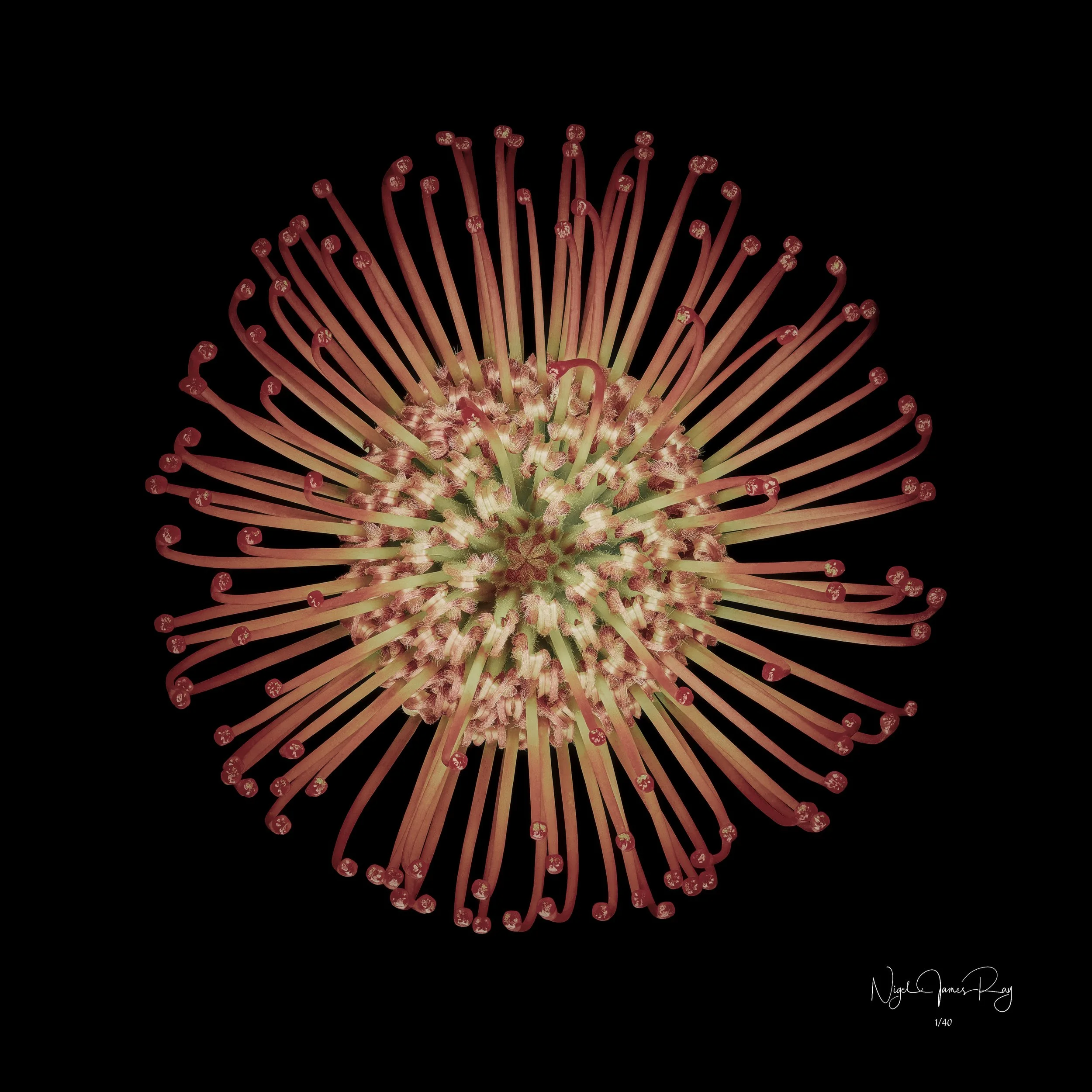 PURCHASE COSMOS LIMITED EDITION IMAGE