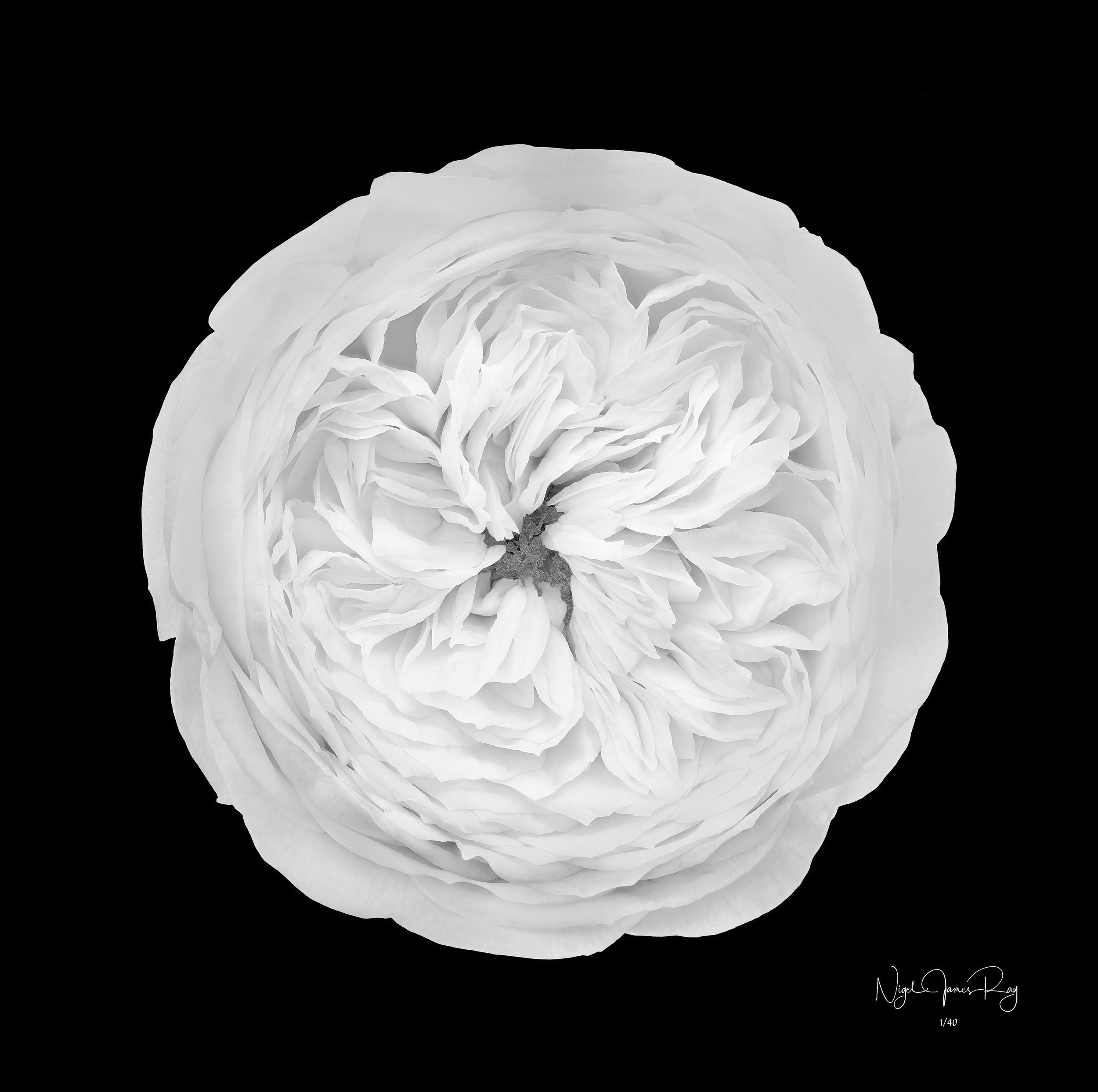 PURCHASE BUTTERCREAM LIMITED EDITION IMAGE