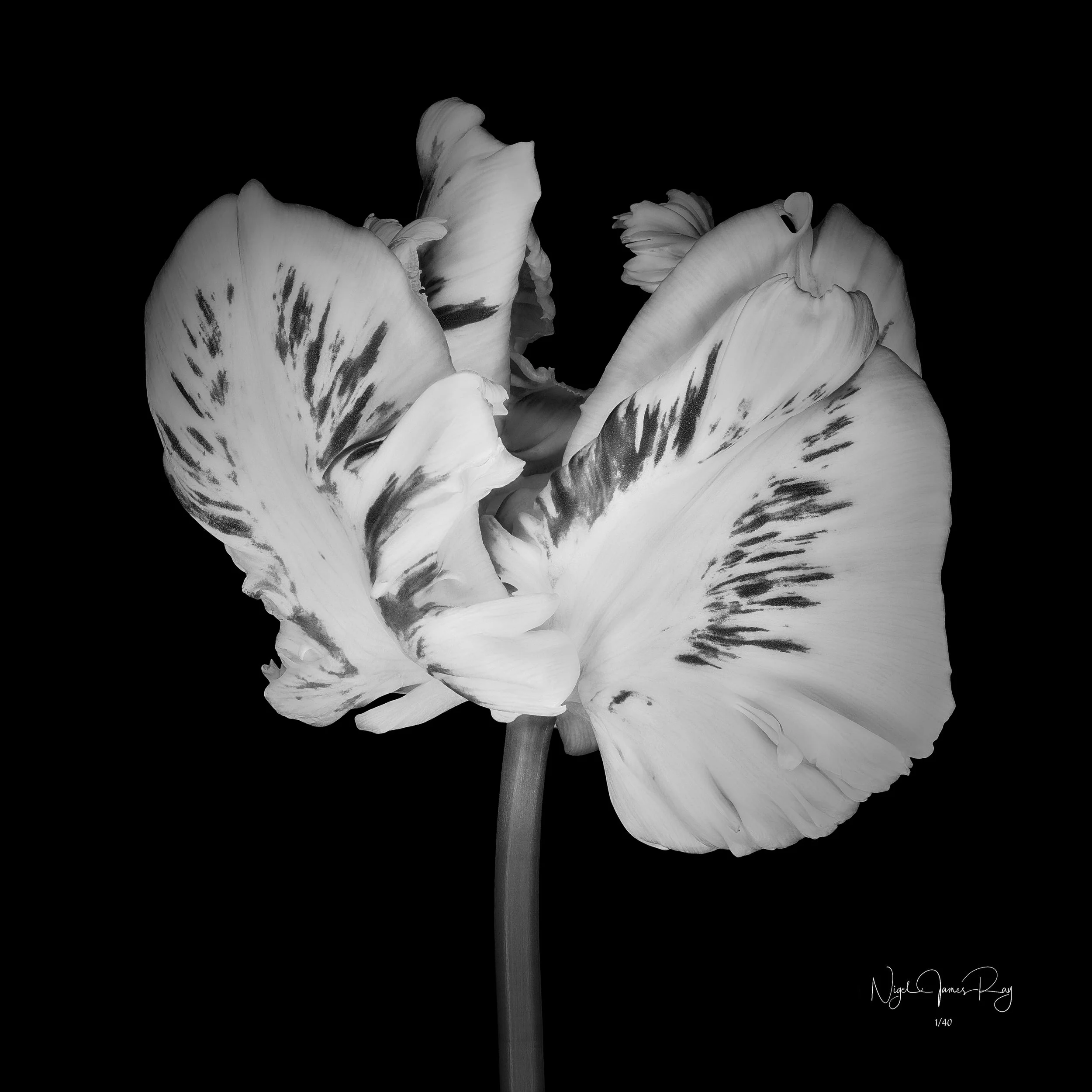 PURCHASE EMPATHY LIMITED EDITION IMAGE