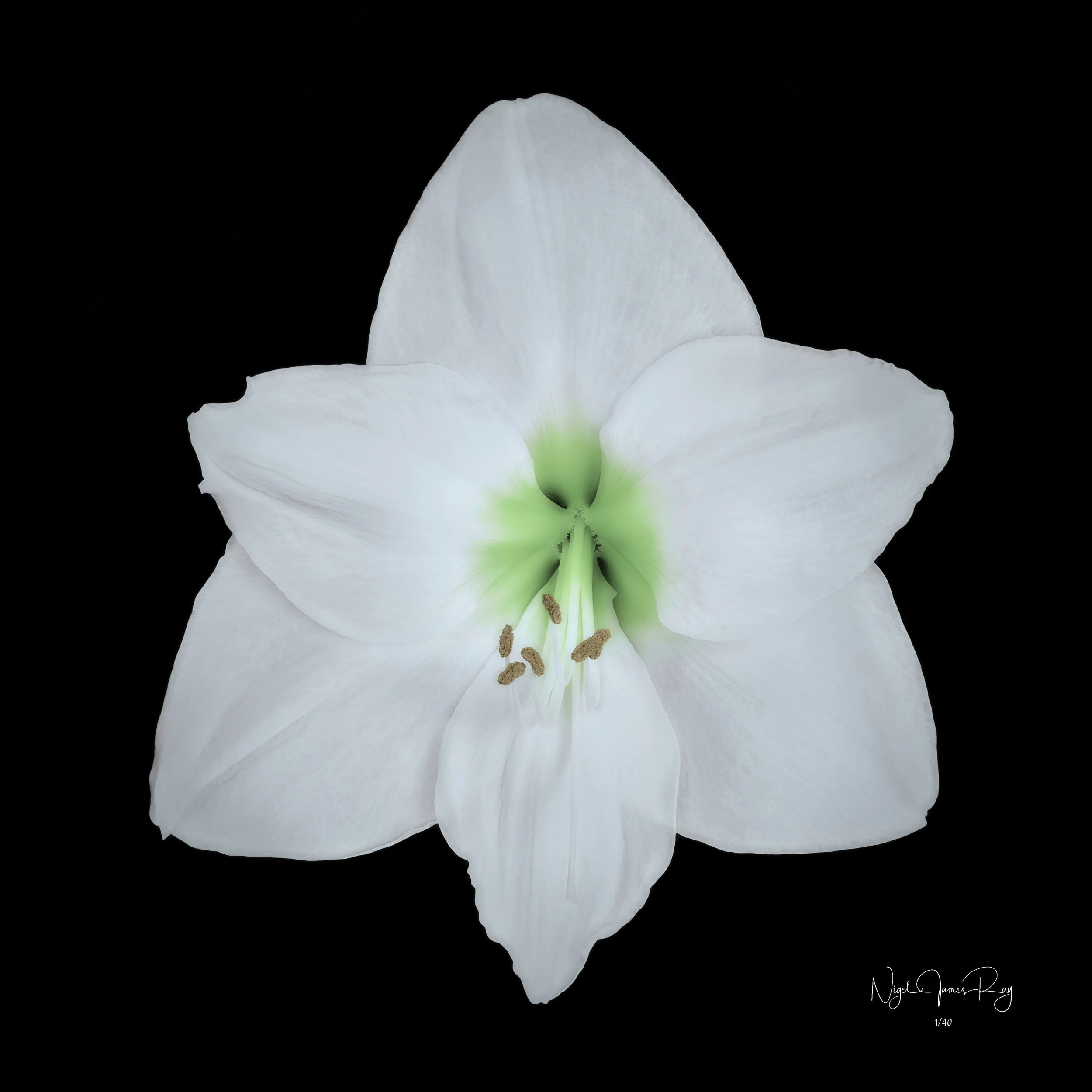 PURCHASE SERENITY LIMITED EDITION IMAGE