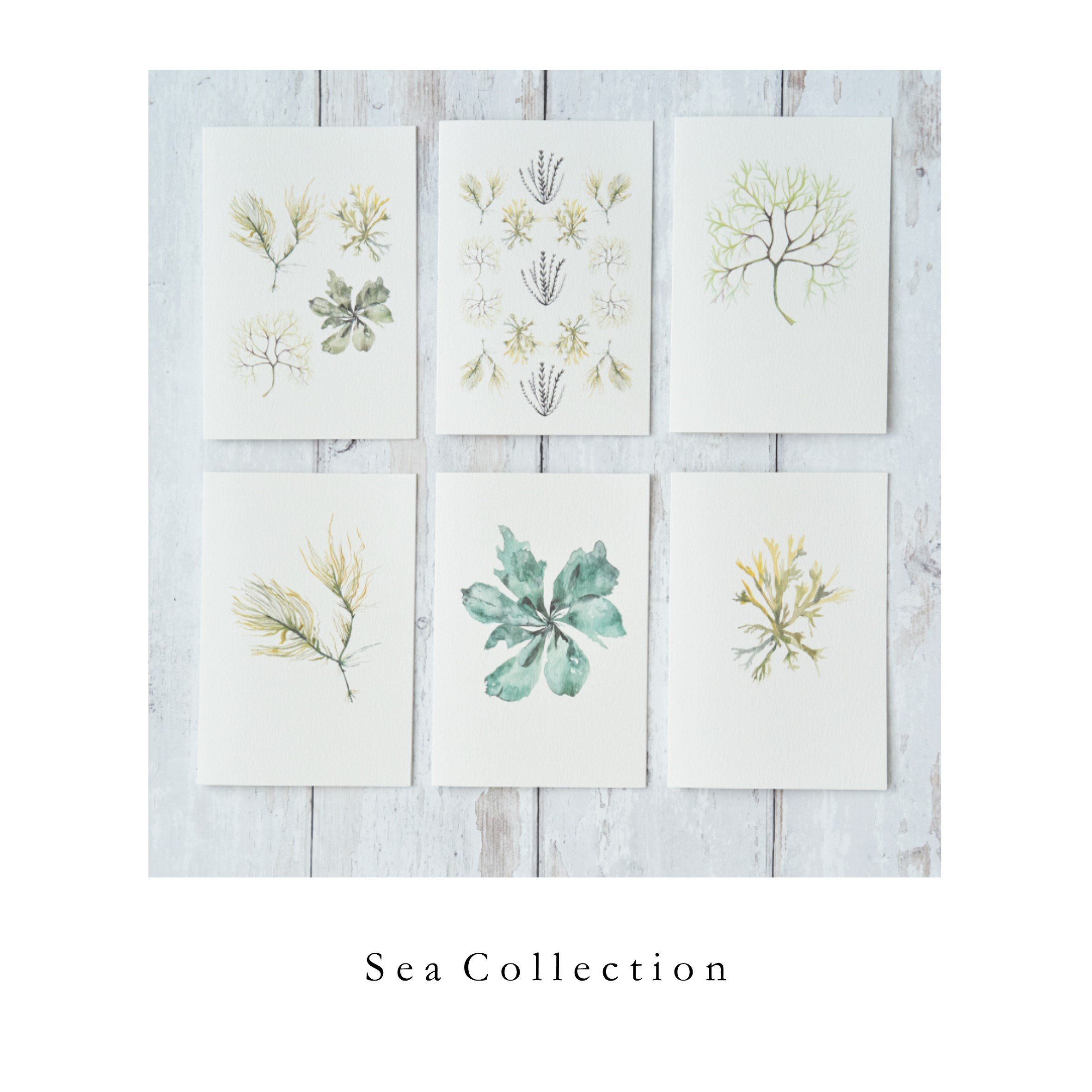 Sea collection 2.jpg