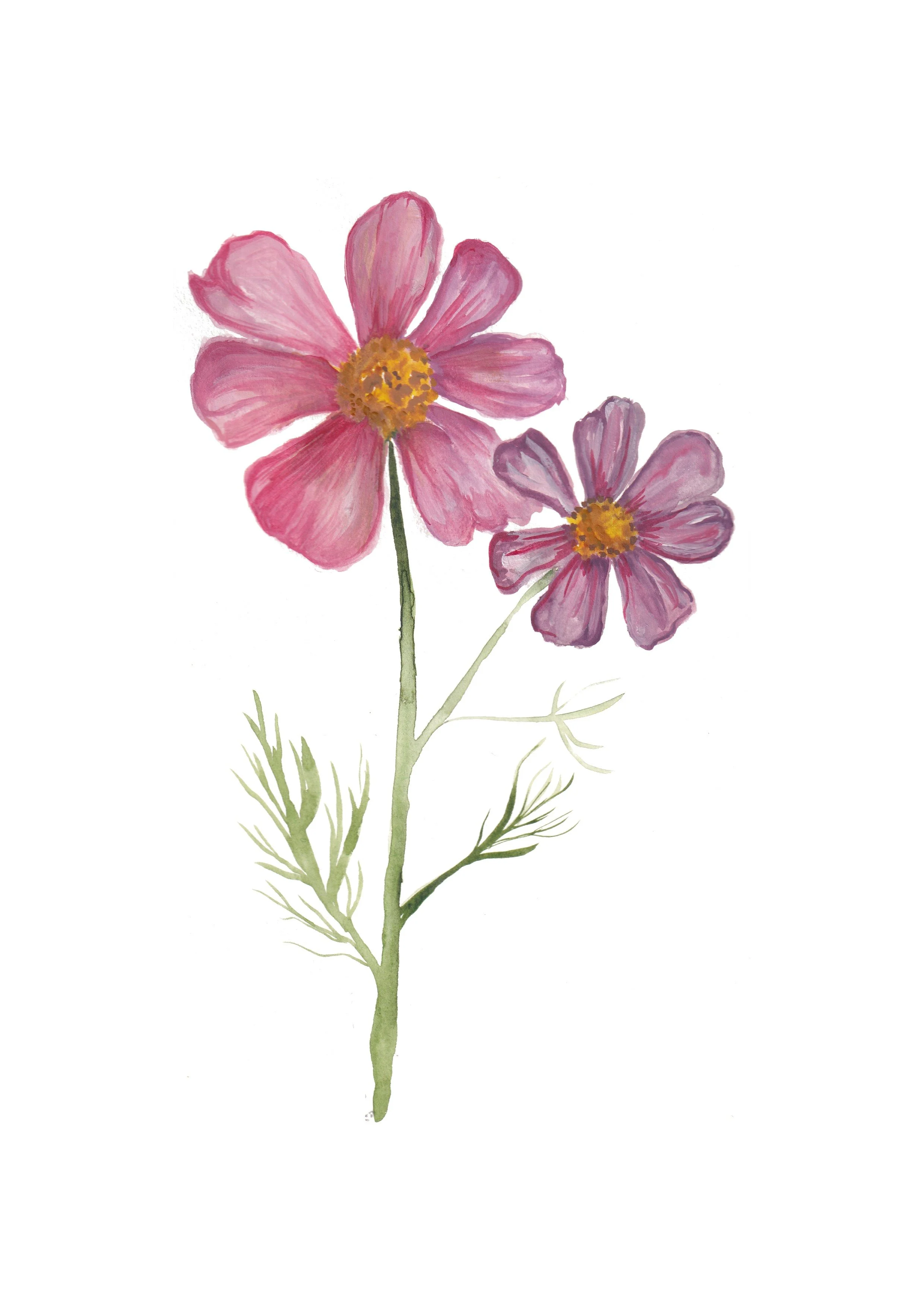 Cosmos.jpg