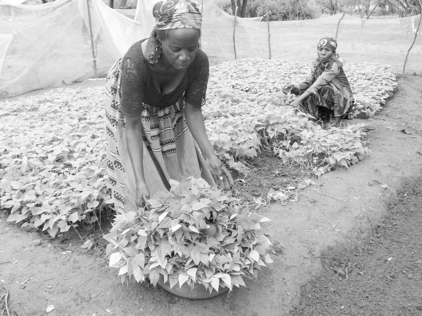 Today we are featuring Mama Savant&rsquo;s Green Vegetable Initiative. 🪴🪏

Mama Savant and Furaha provide the Kakuma Refugee camp with locally grown fresh vegetables from their garden. With the support of Mission and Movement, Mama Savant has demon
