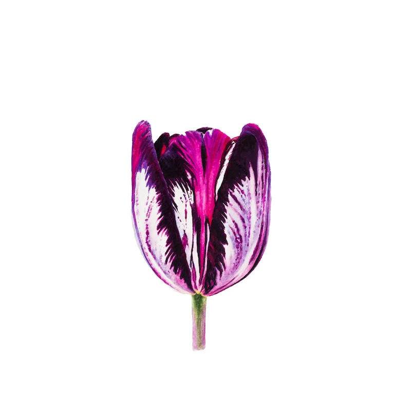 Flower 3 Limited Edition Print, 2017 8 x 8", 13 x 13" framed