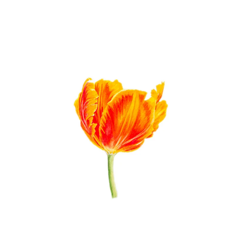 Flower 8 Limited Edition Print, 2017 8 x 8", 13 x 13" framed