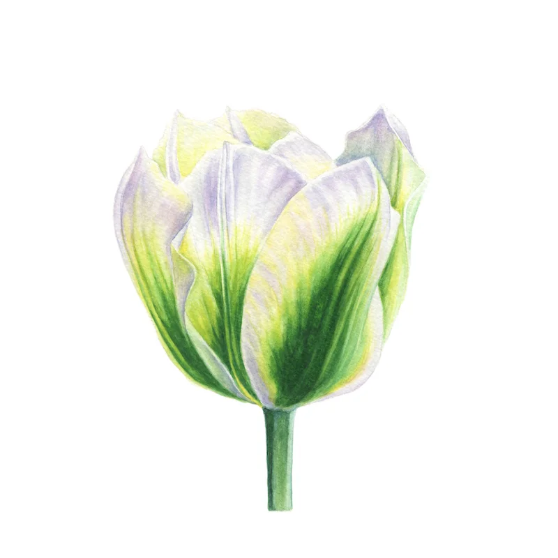 Flower 9 Limited Edition Print, 2017 8 x 8", 13 x 13" framed