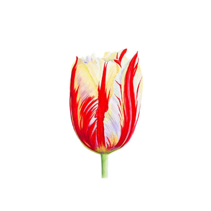 Flower 13 Limited Edition Print, 2017 8 x 8", 13 x 13" framed