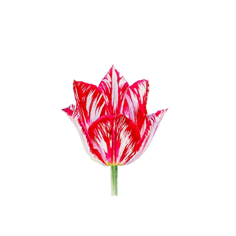 Flower 18 Limited Edition Print, 2017 8 x 8", 13 x 13" framed