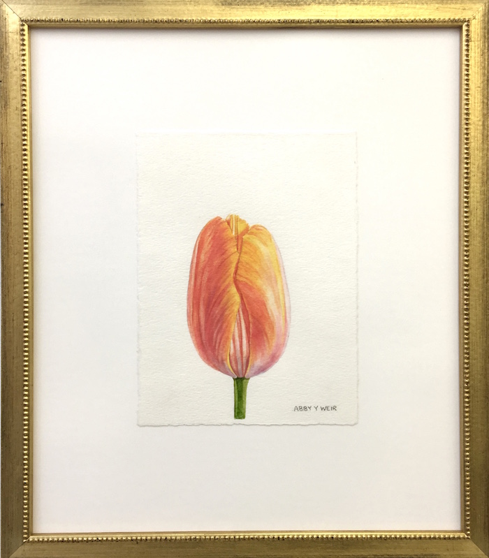 Tulip 1 Original Watercolor, 2017 6 x 8", 13 x 15 1/2" framed