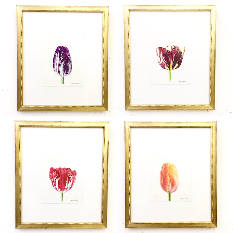 Framed Tulips Original Watercolors, 2017 6 x 8", 13 x 15 1/2" framed