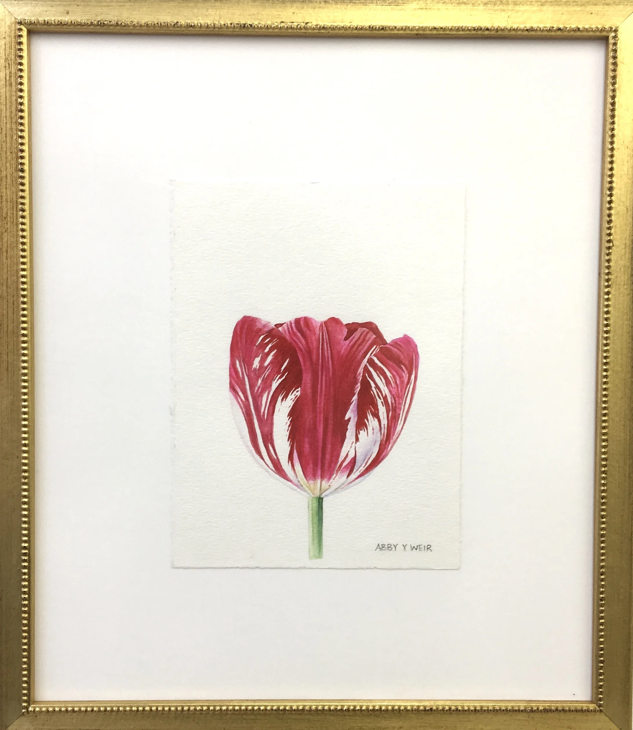 Tulip 4 Original Watercolor, 2017 6 x 8", 13 x 15 1/2" framed