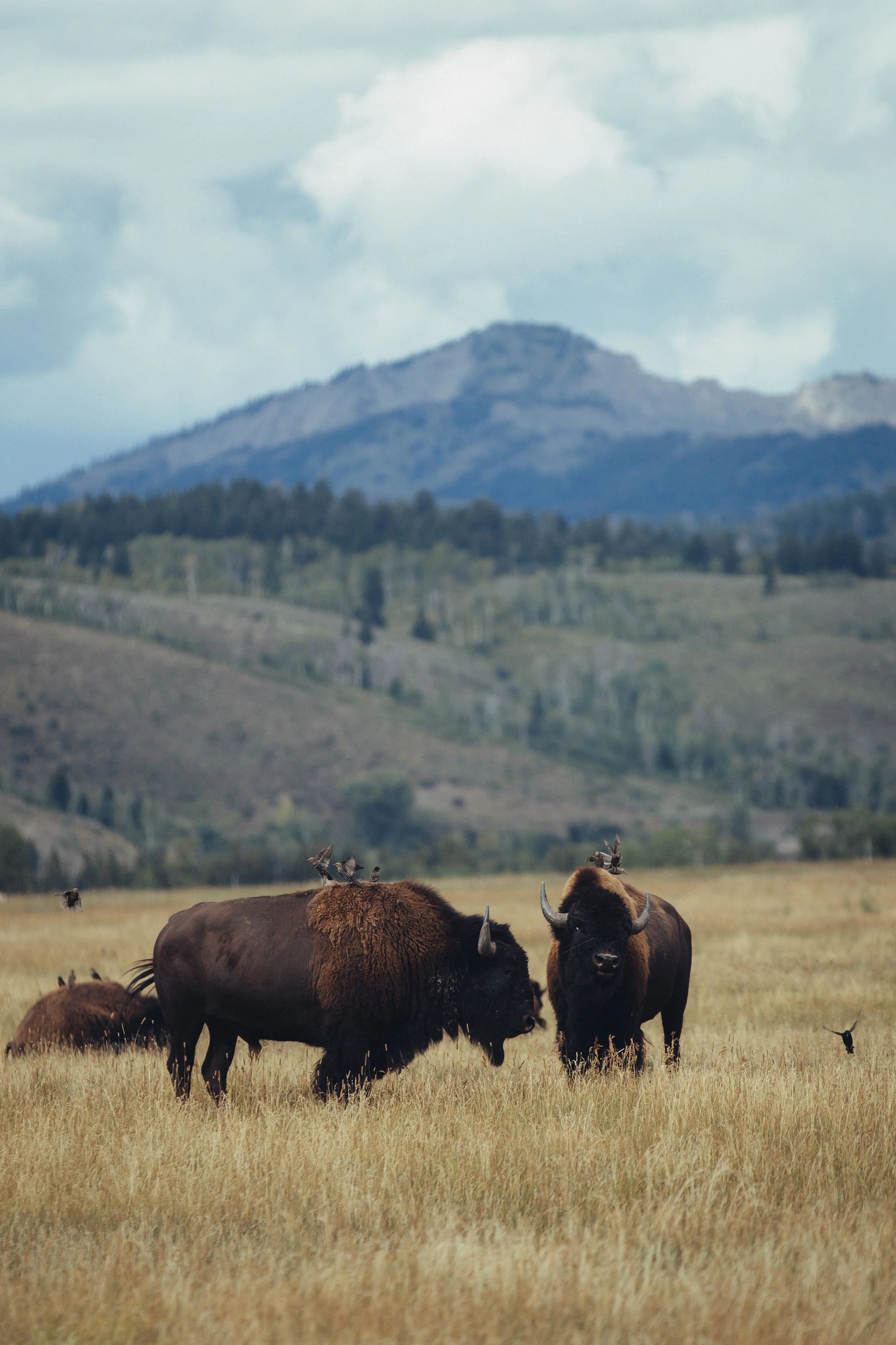 Yellowstone 2018 VSCO james glacier-4.jpg