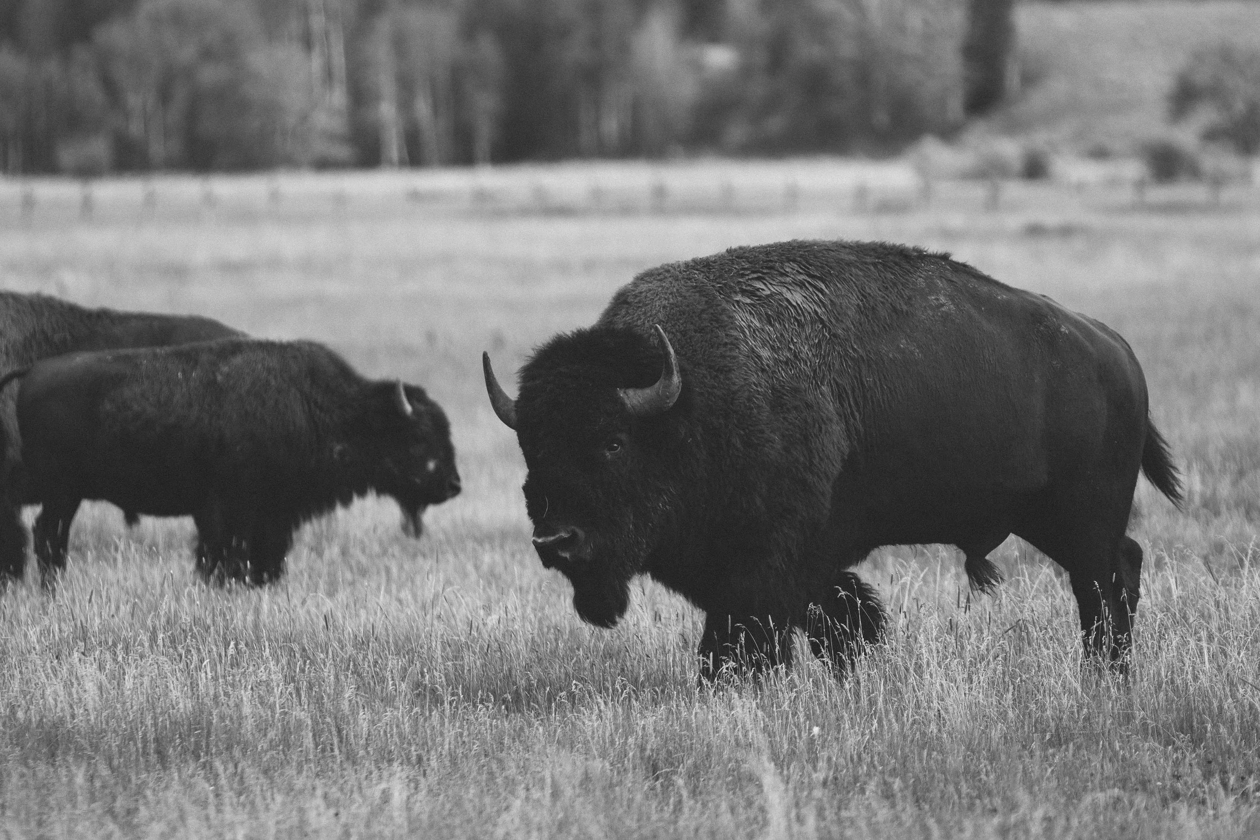 Yellowstone 2018 VSCO james glacier-7.jpg