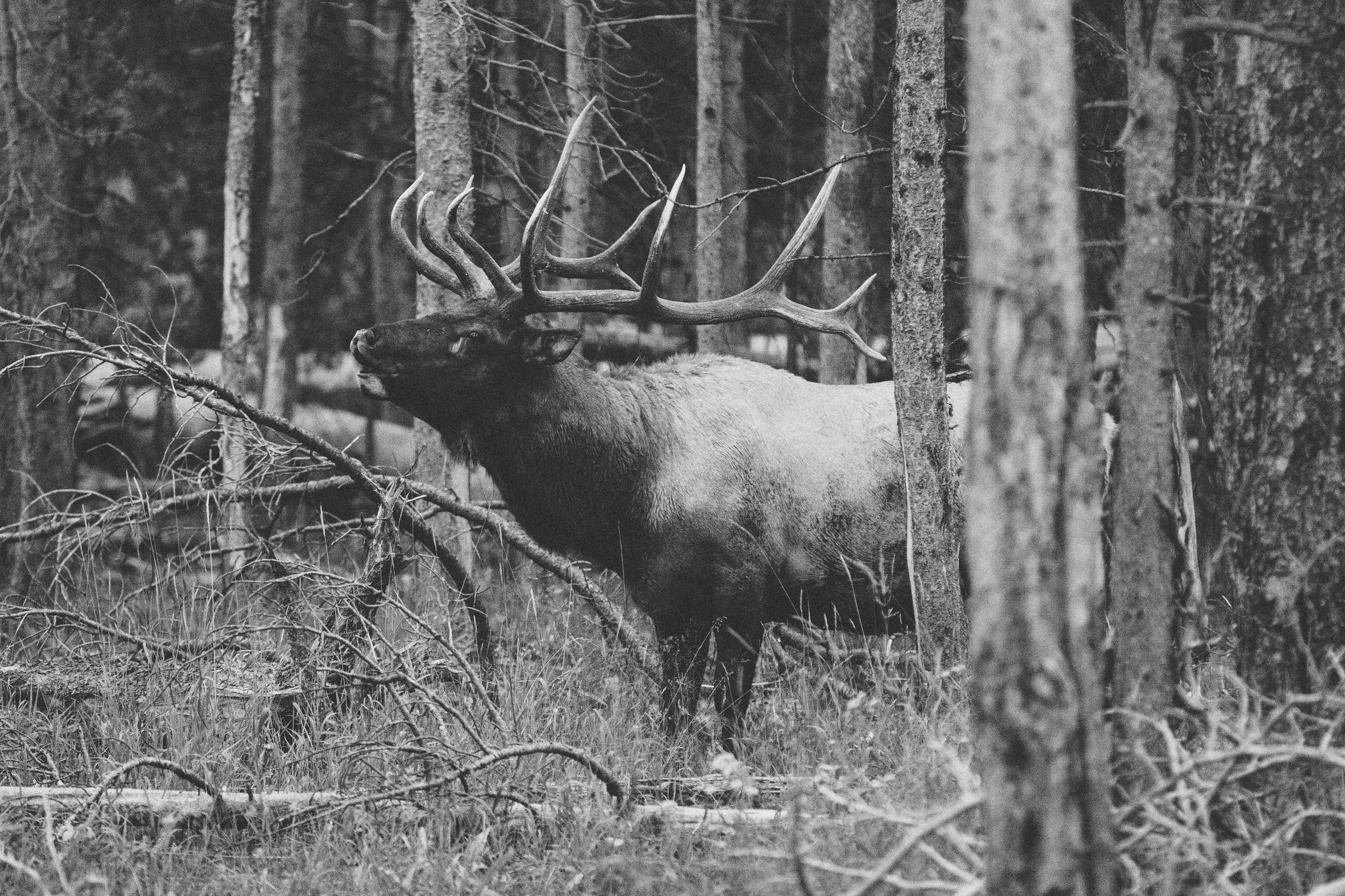 Yellowstone 2018 VSCO james glacier-6.jpg