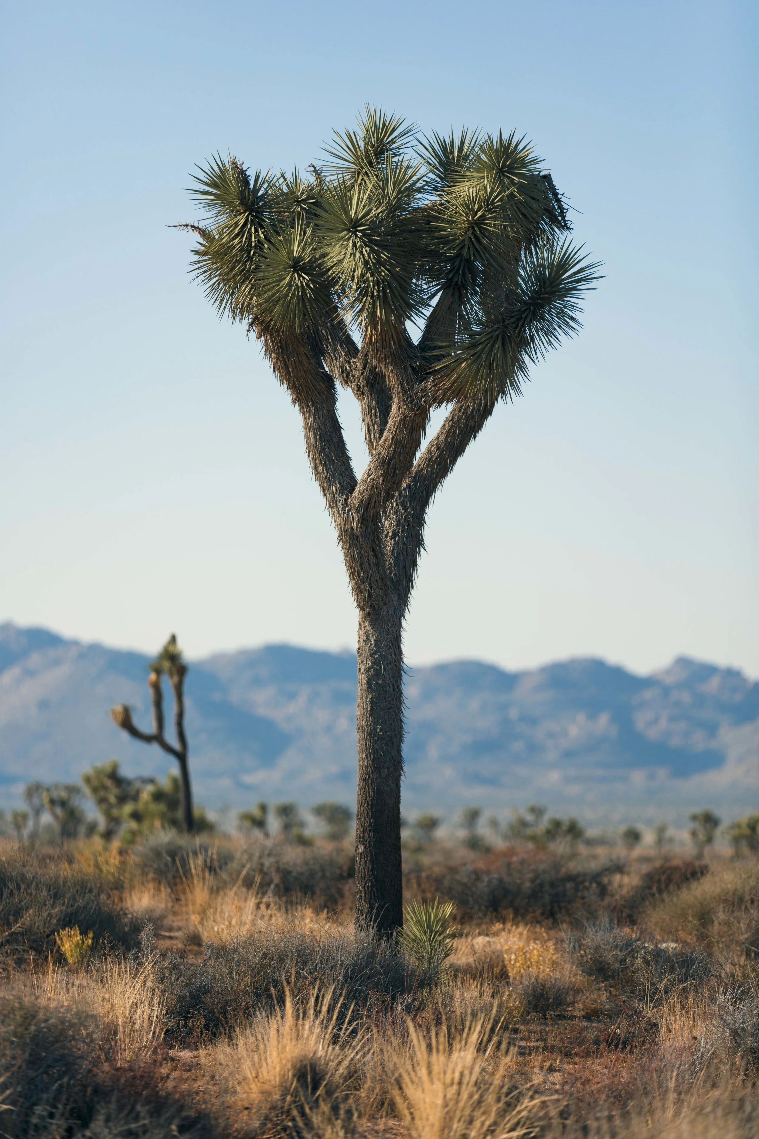 Joshua Tree James Glacier Photography 2018-2.jpg