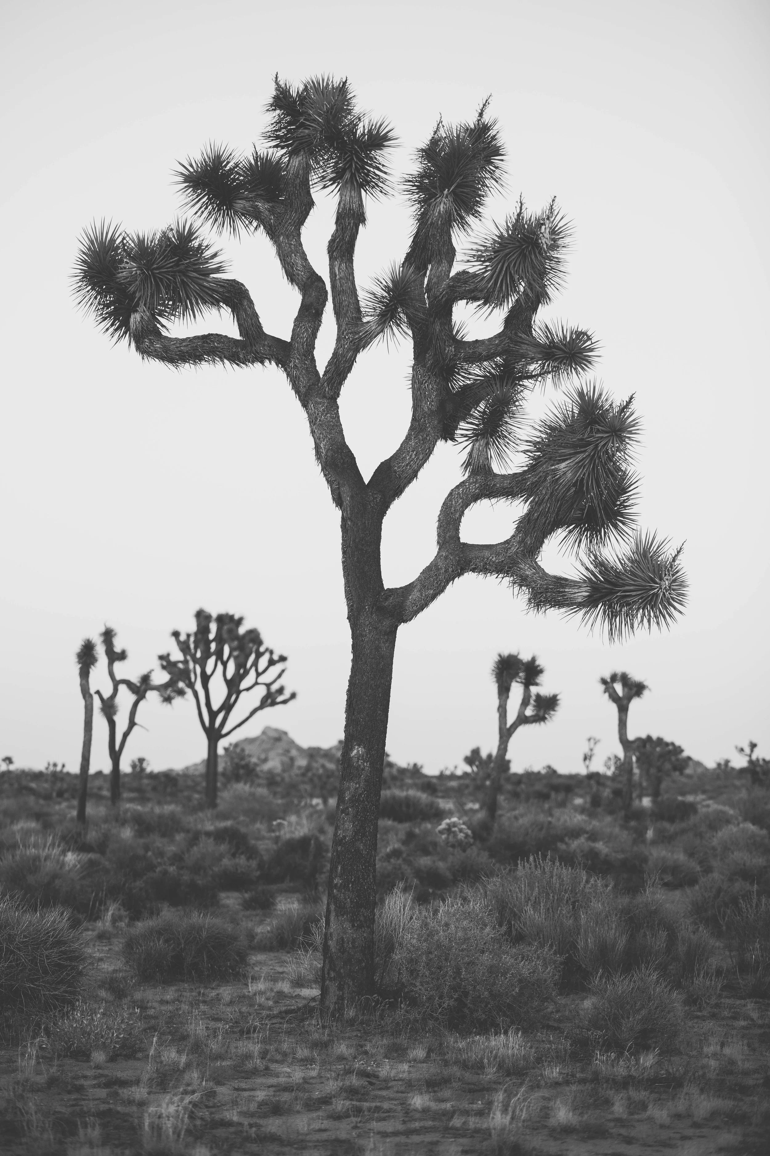 Joshua Tree James Glacier Photography 2018-8.jpg