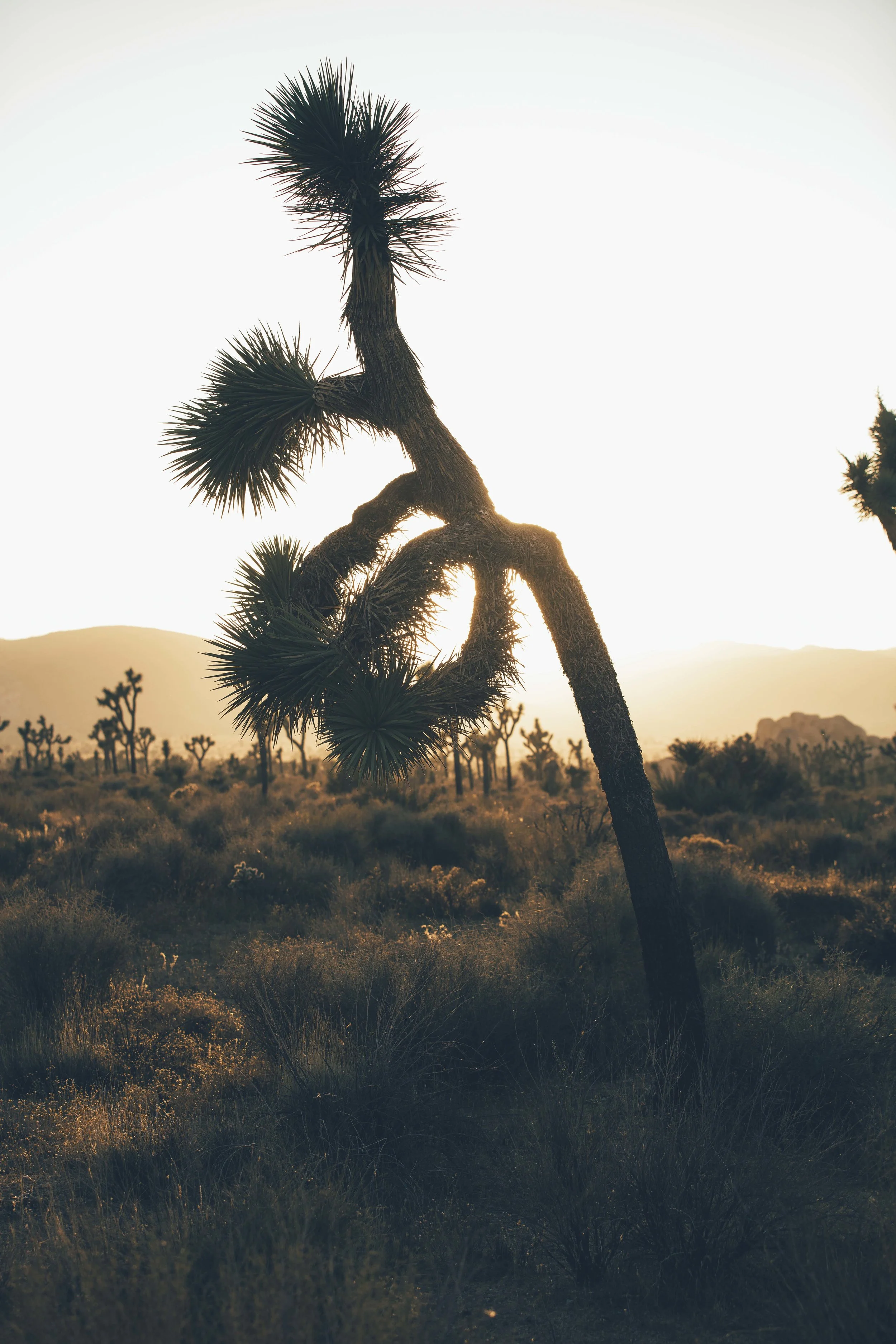 Joshua Tree James Glacier Photography 2018-13.jpg