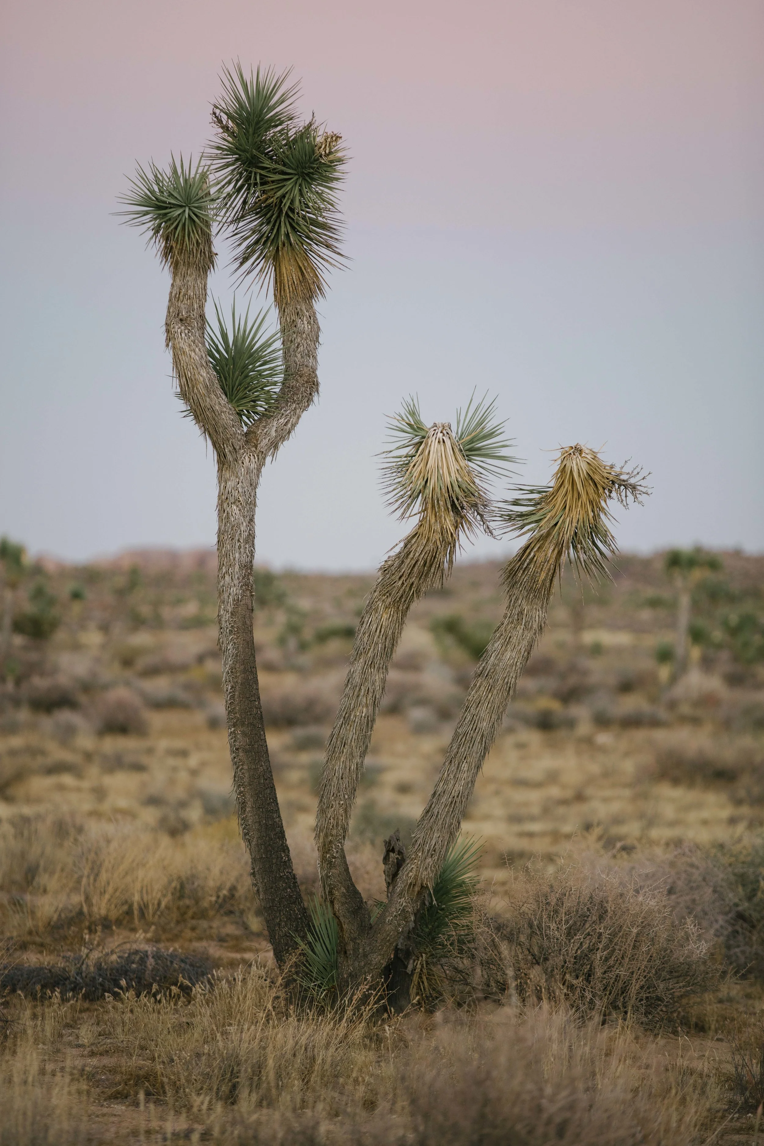Joshua Tree James Glacier Photography 2018-14.jpg