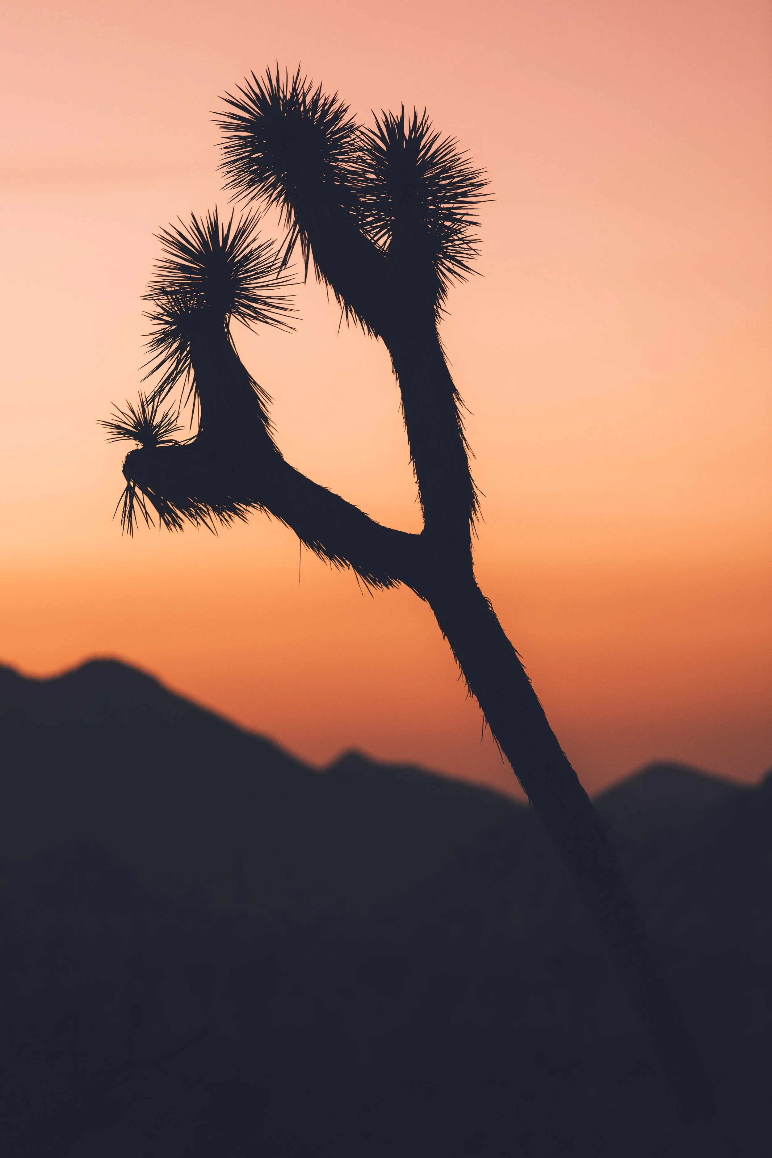 Joshua Tree James Glacier Photography 2018-23.jpg