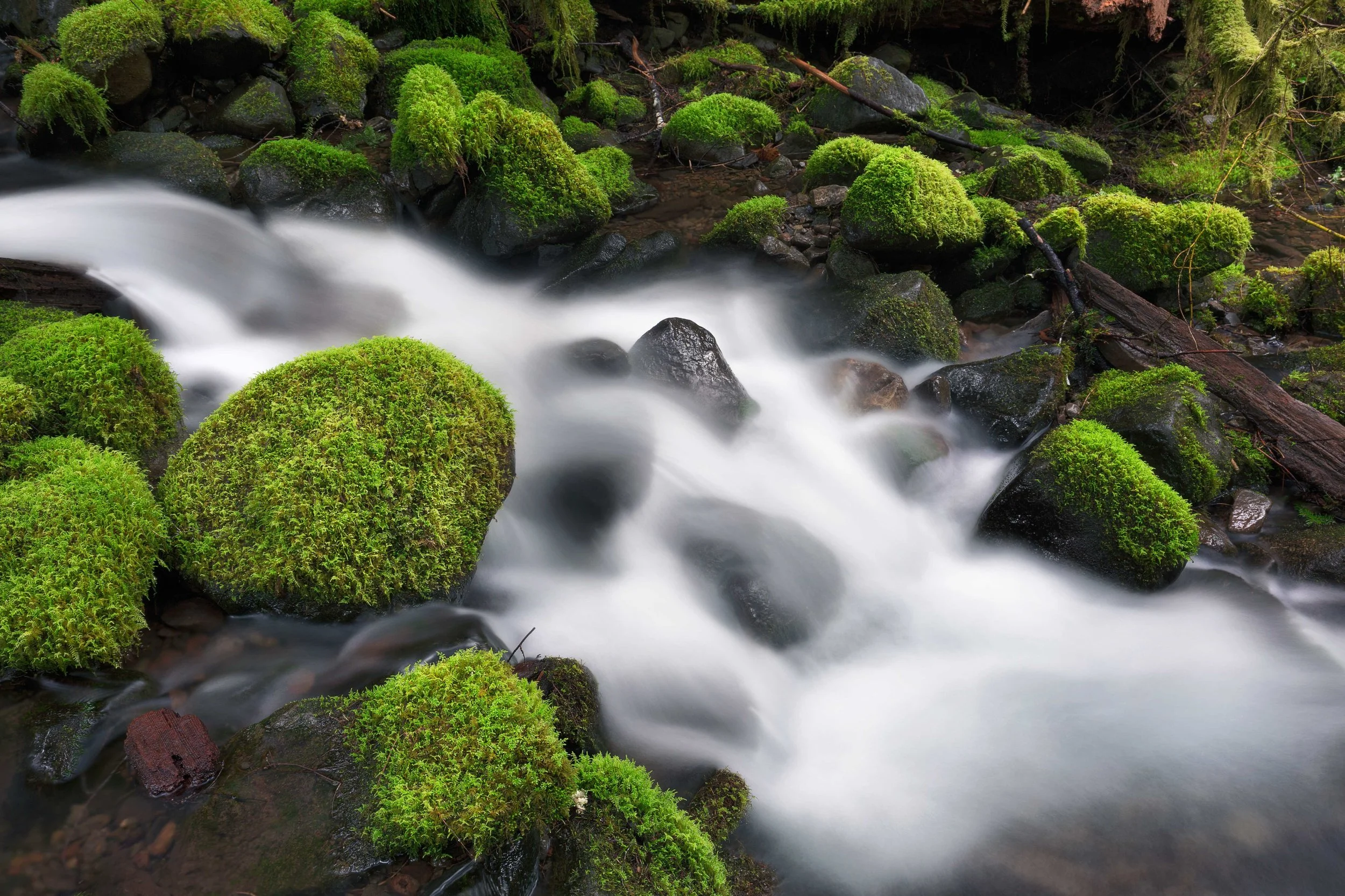 olympic national park landscape photography-4.jpg