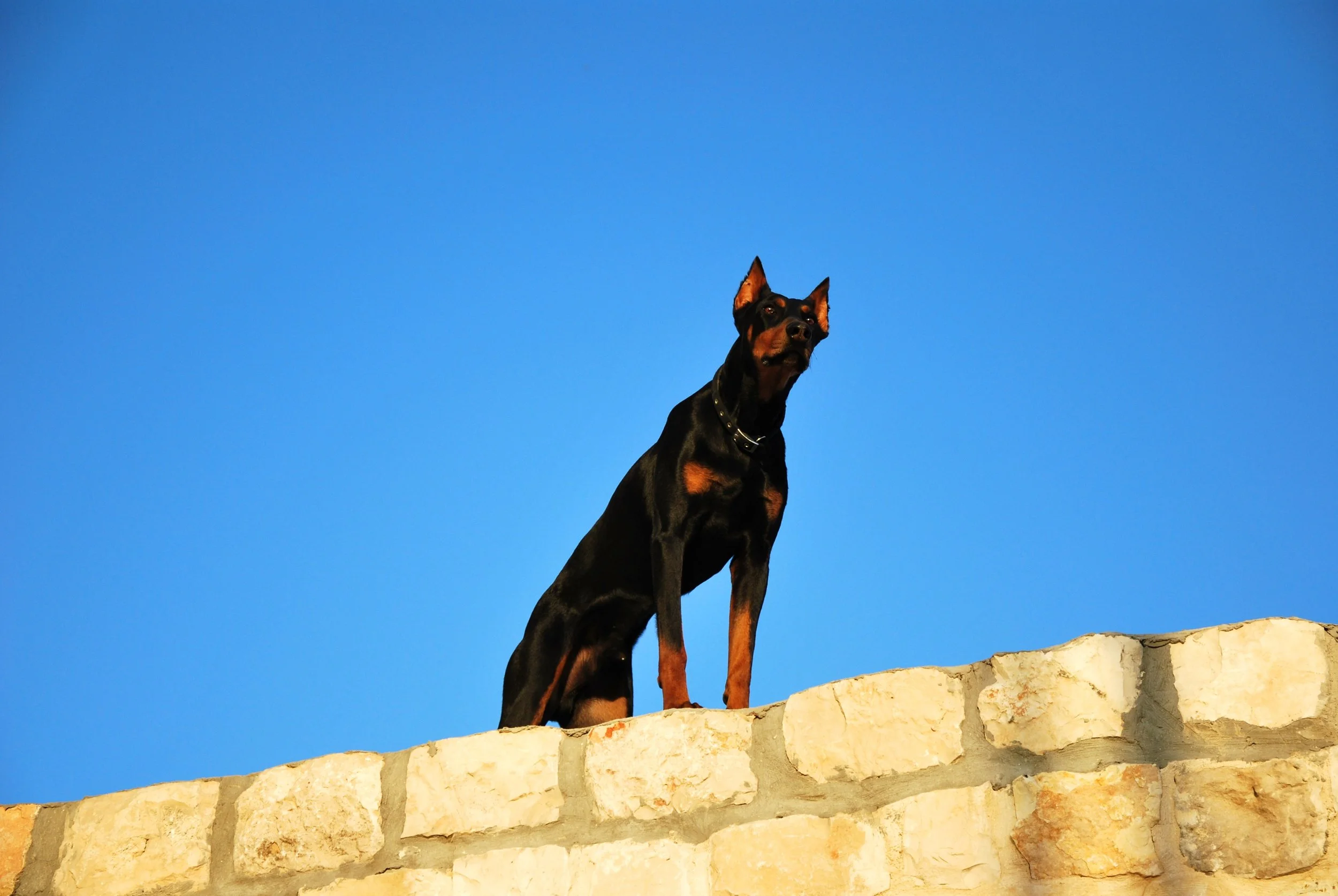 Nikon_D60_bquesnel 1287.jpg