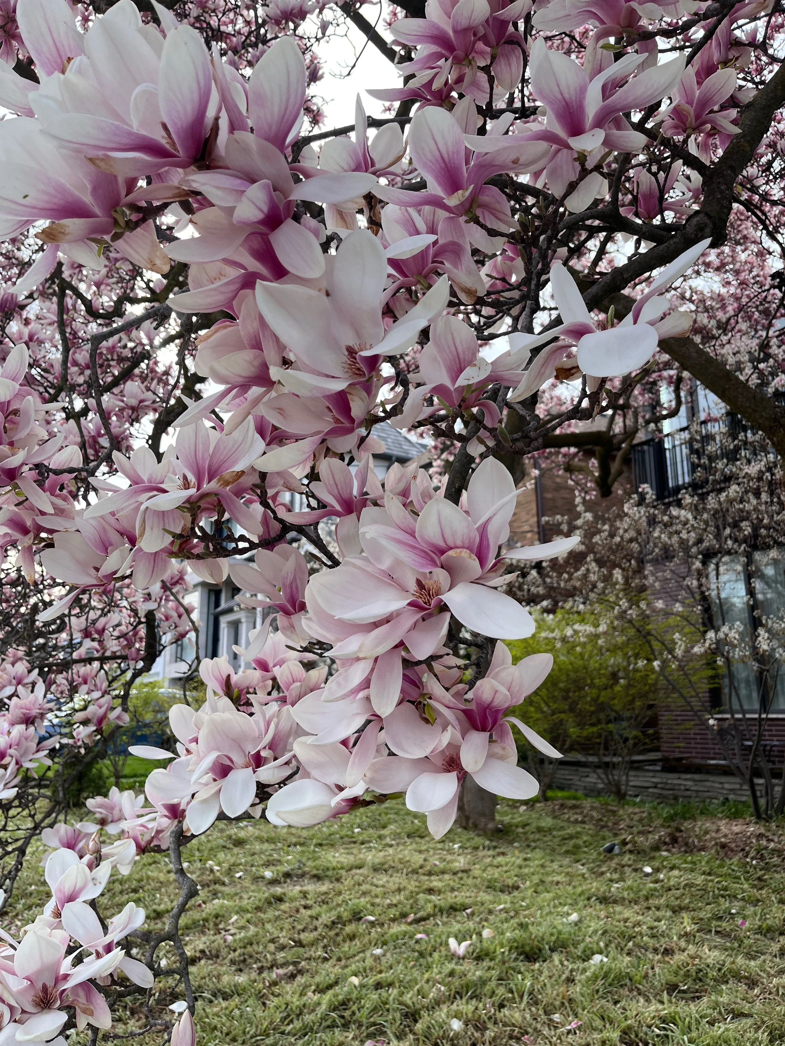 Magnolia season on Melrose. 🌸

It&rsquo;s the most wonderful time of the year imo. The blooms last for about 1-2 weeks, and all of us at the clinic look forward to it. It&rsquo;s hard to rush past it on our way to work, but maybe that&rsquo;s the po