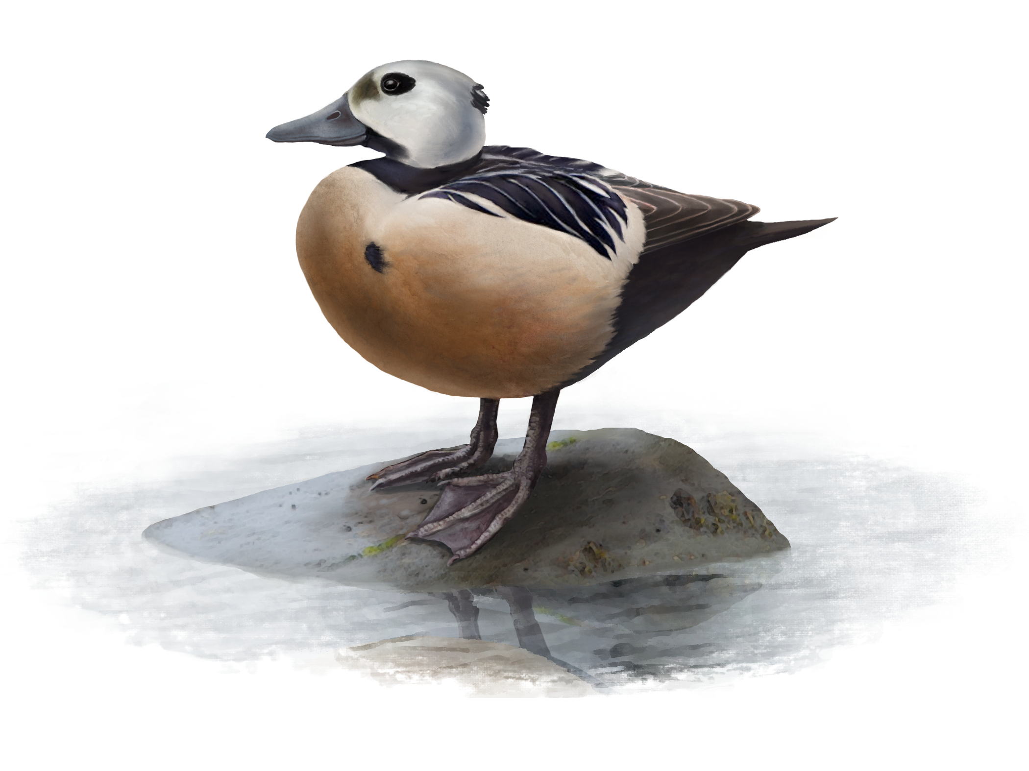 Steller's Eider