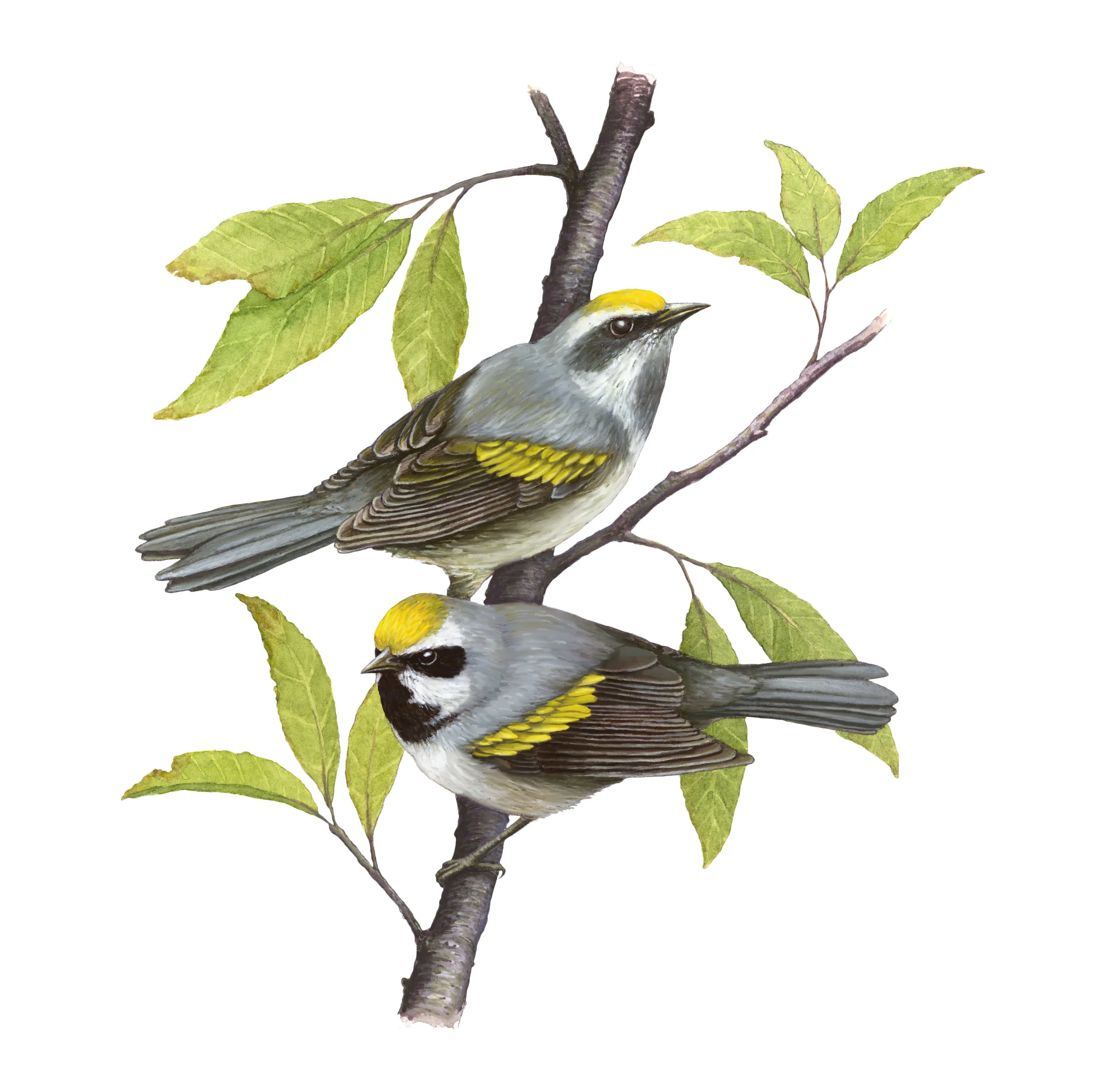 Golden-Winged Warbler