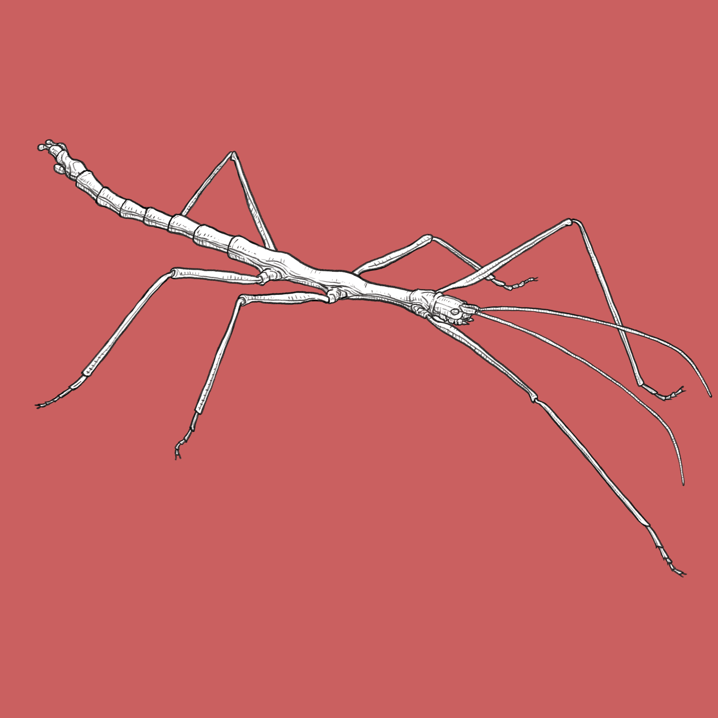 stickbug.png