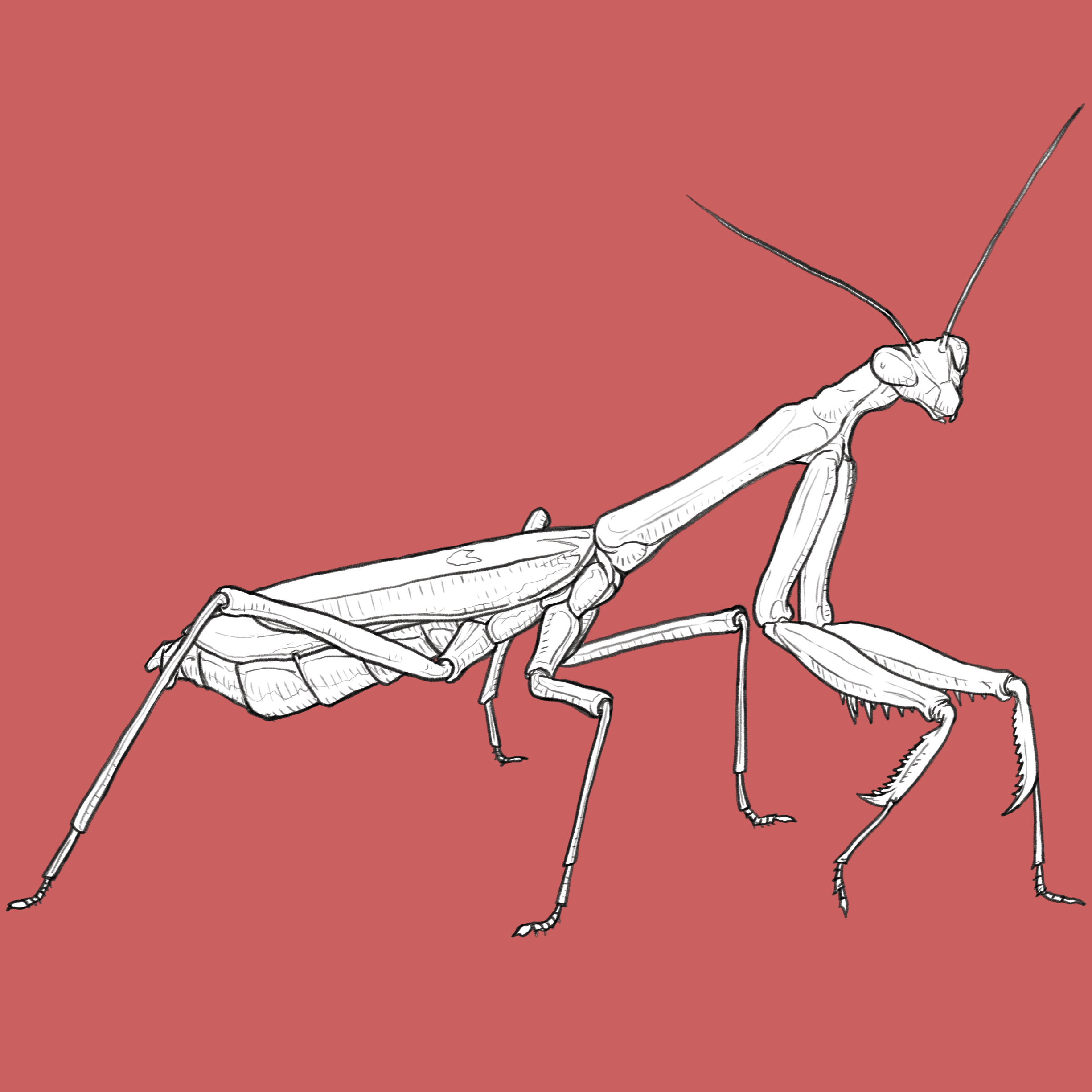 mantid.png