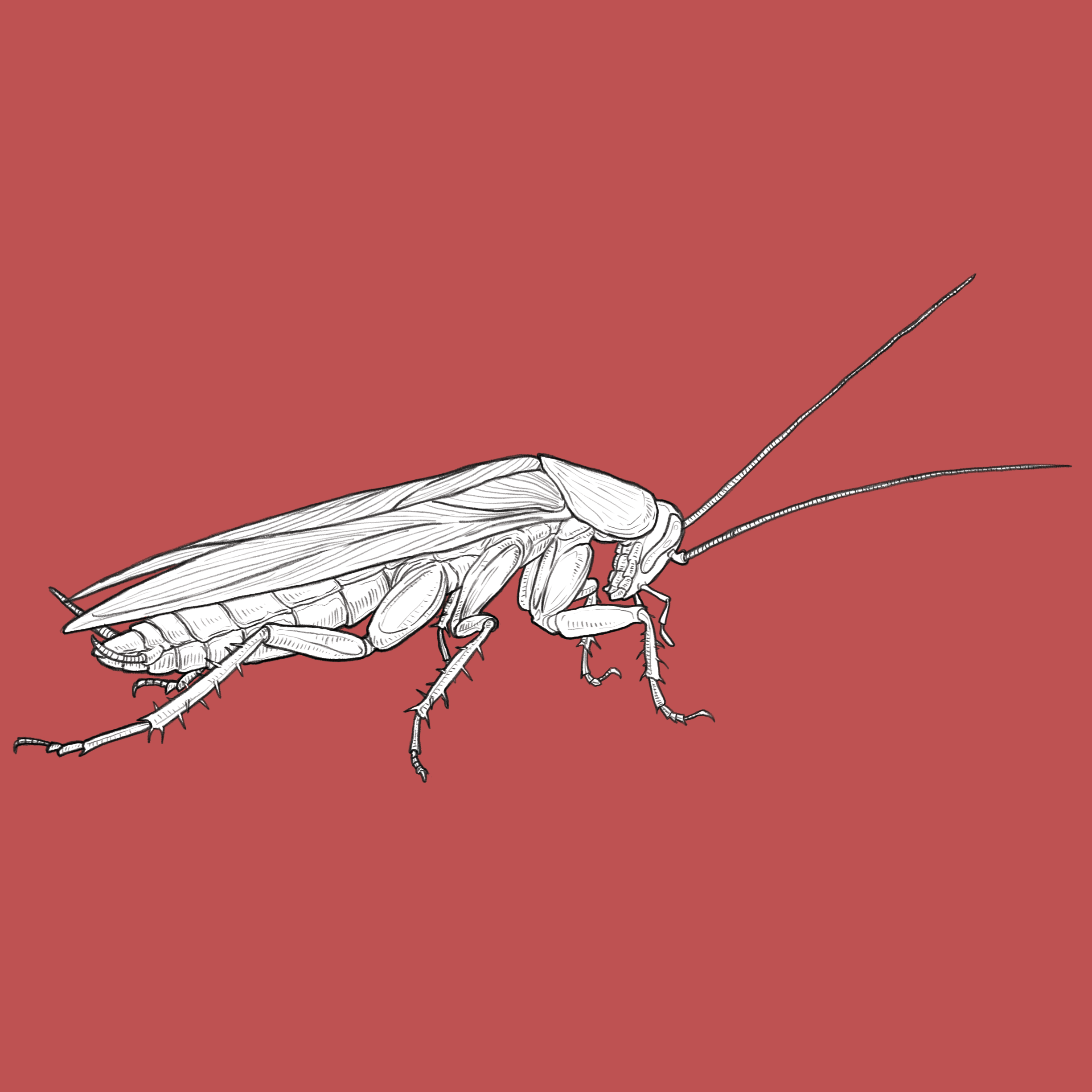 roach.png