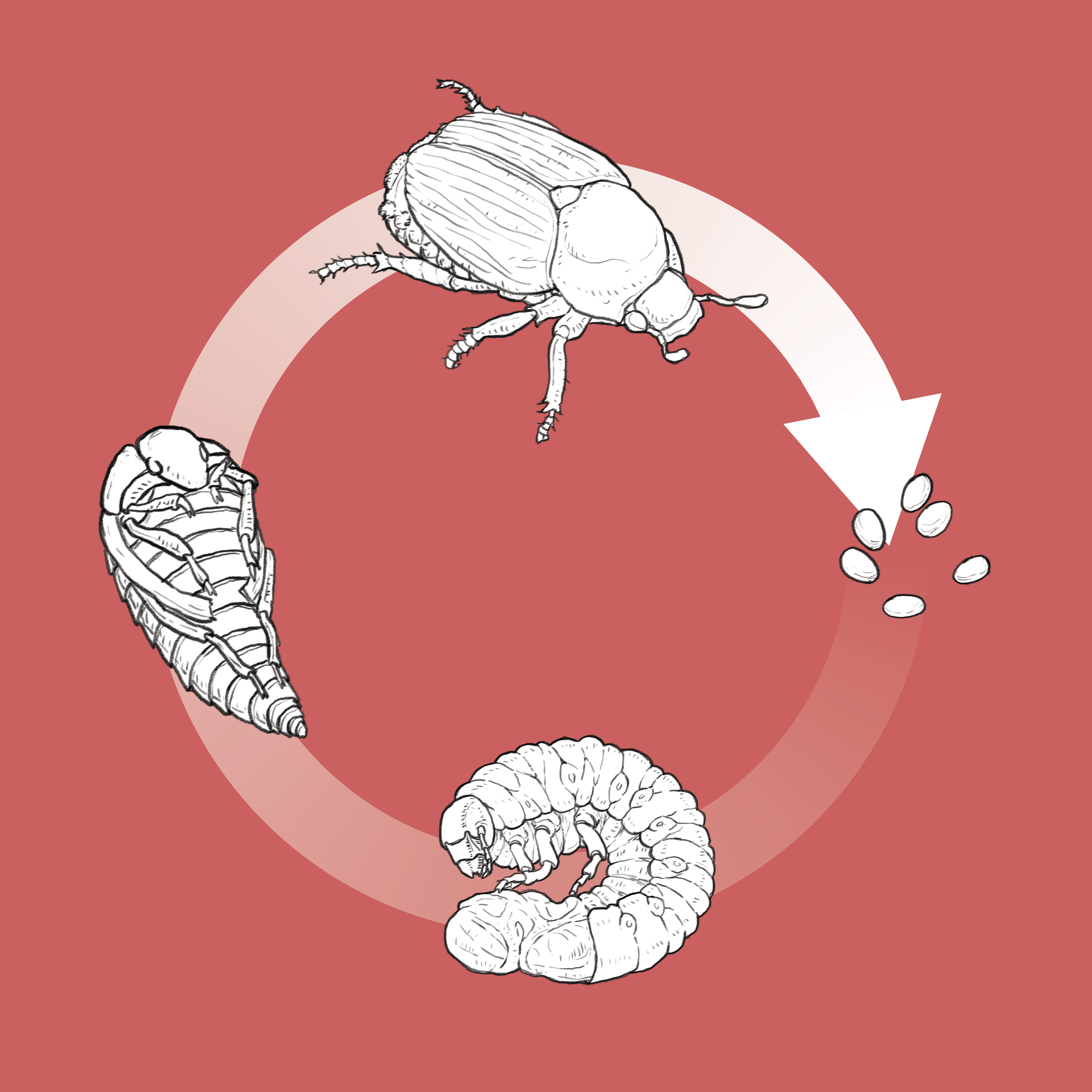 beetle_metamorphosis.png