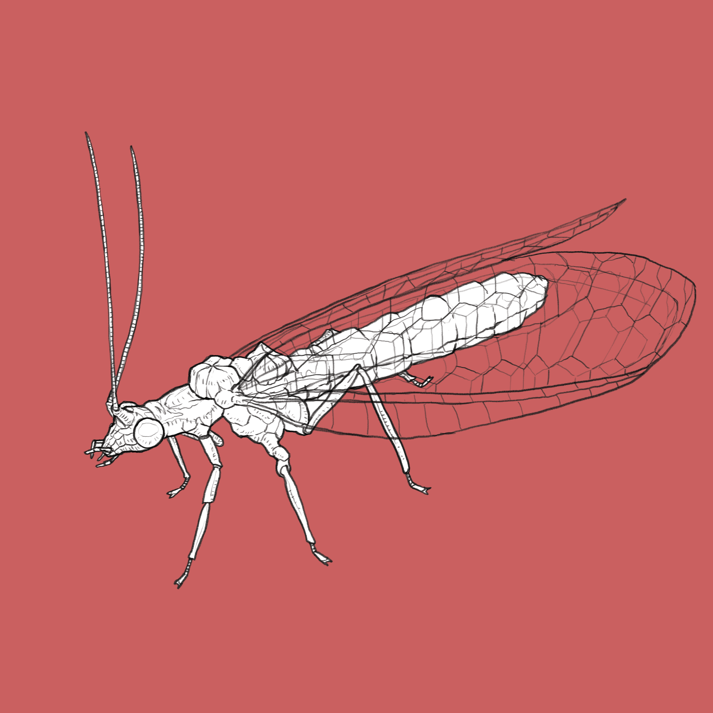 lacewing.png