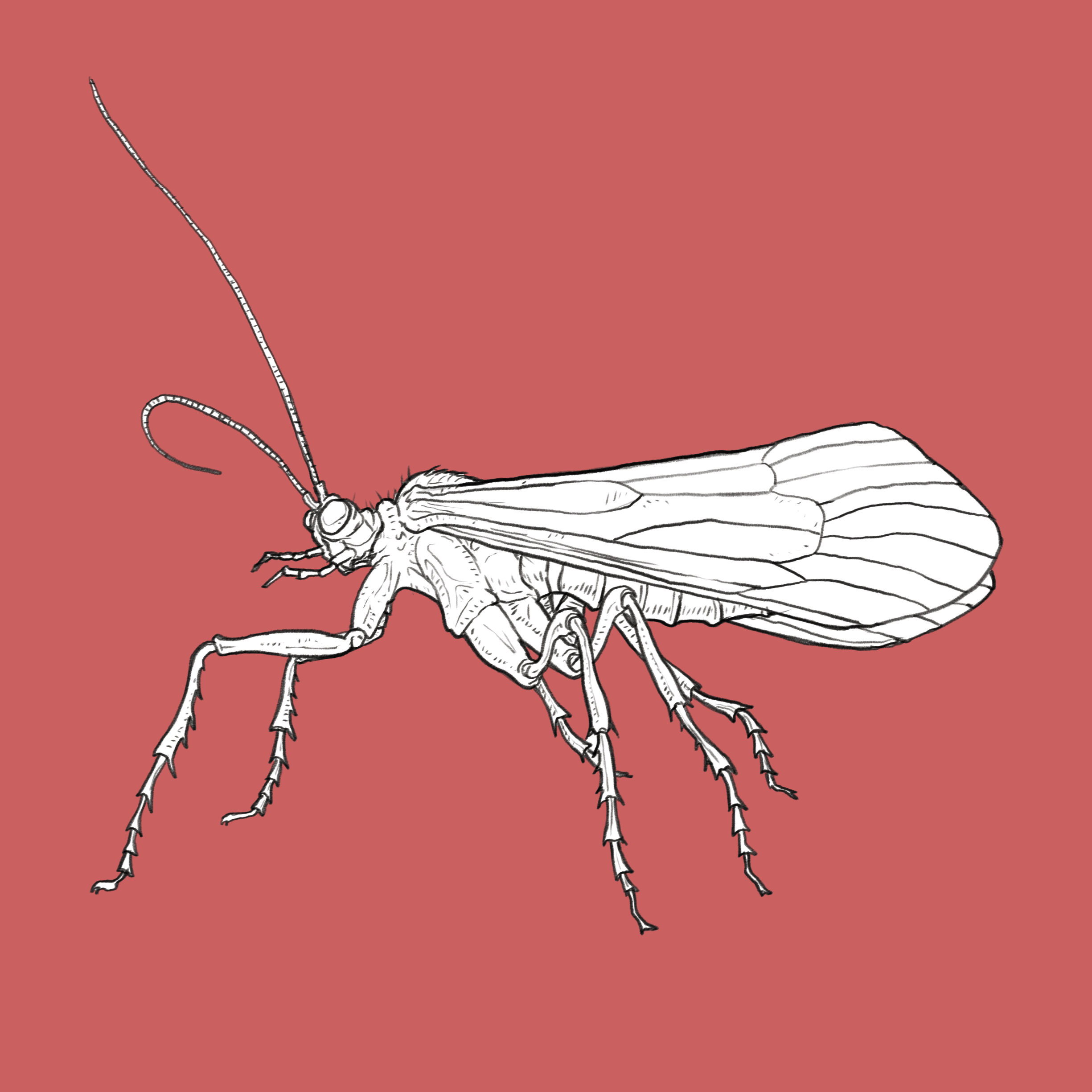 Caddishfly.png