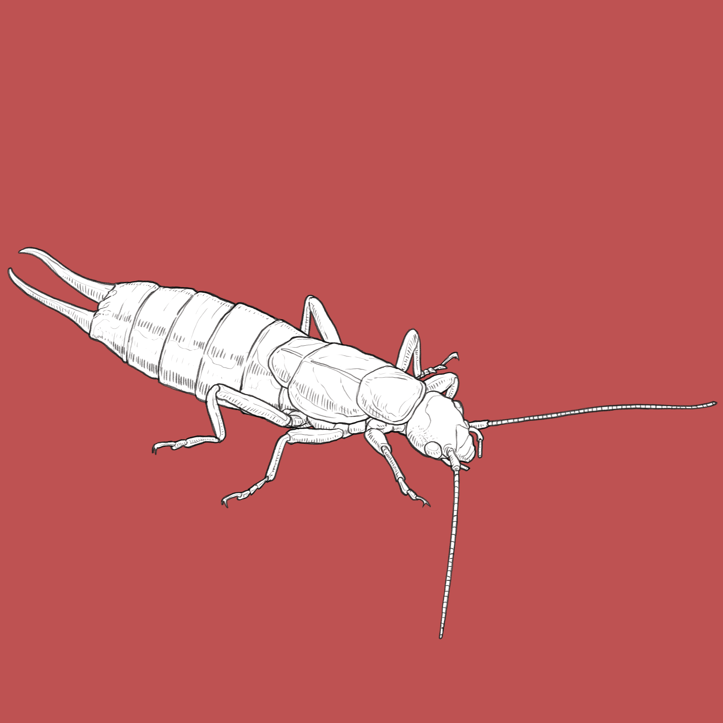 earwig.png