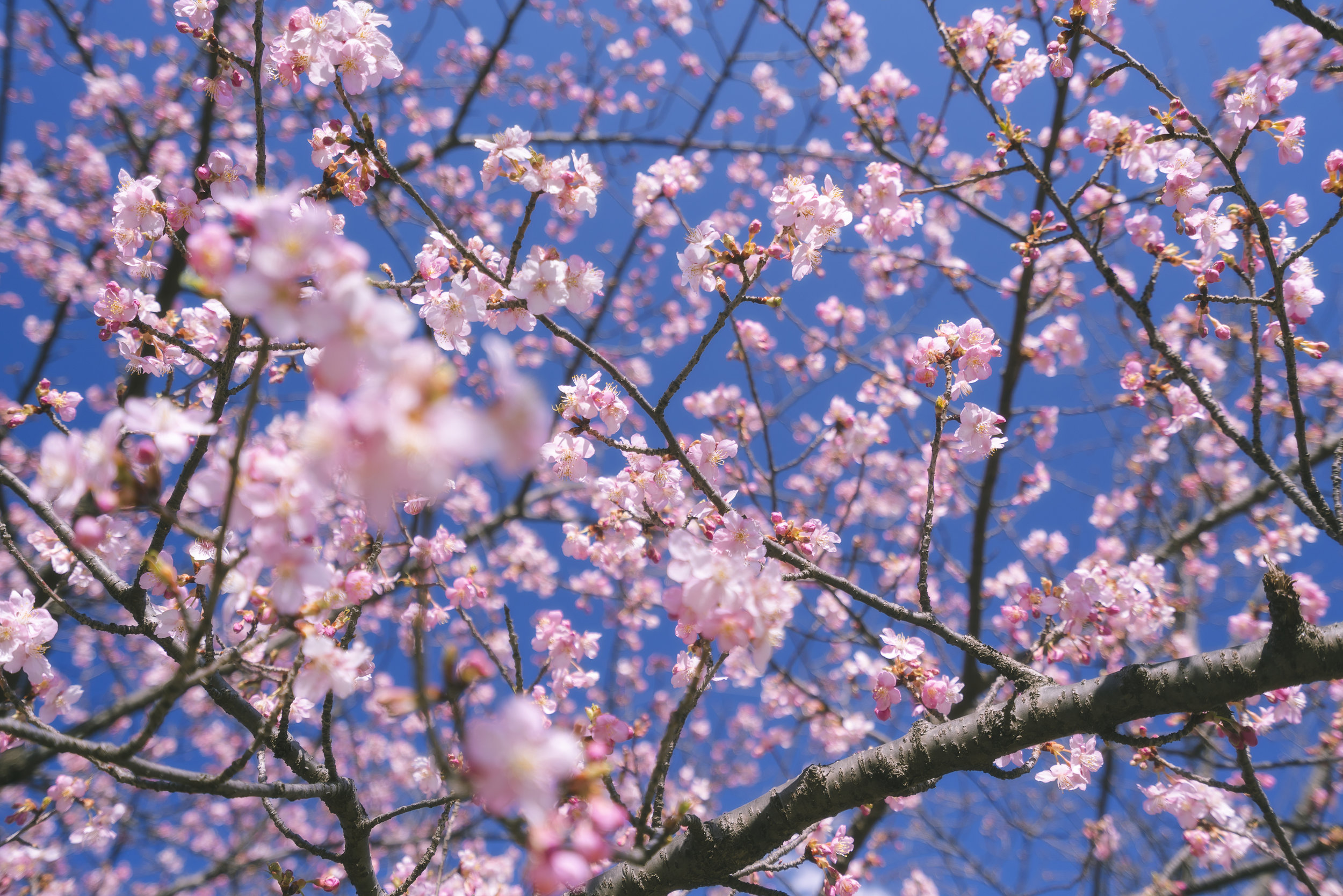 Blossoms_2.jpg