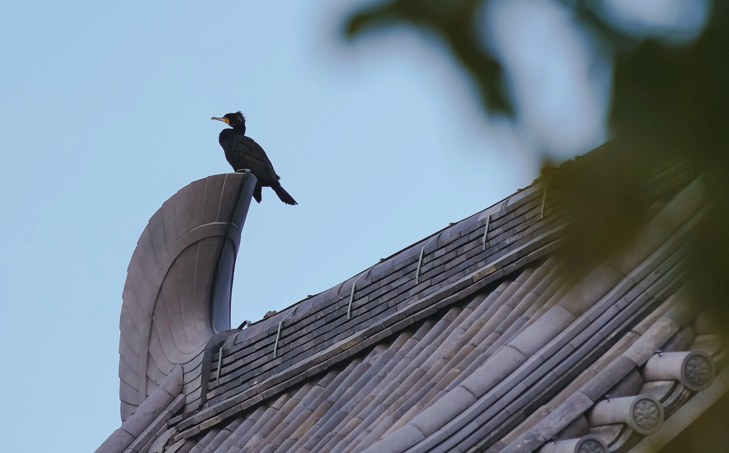 Bird.jpg