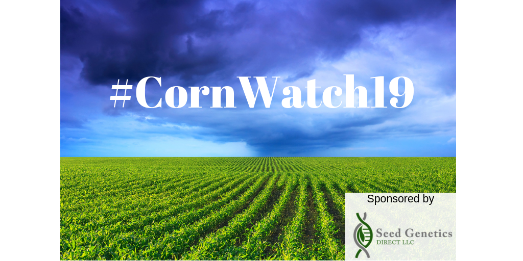 Corn Watch 19.png