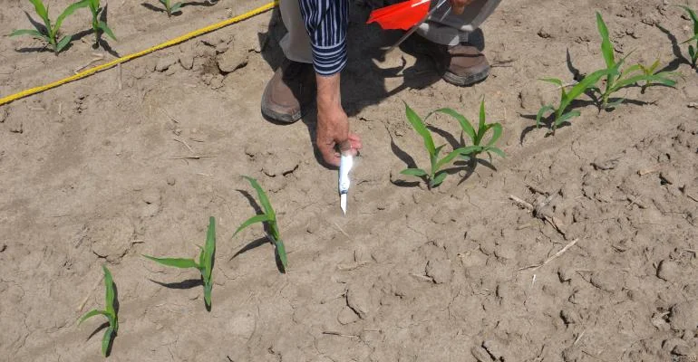 Dave Nanda, PhD, SGD director of genetics, digs with a pocketknife to determine if a seed was dropped and didn’t emerge or if a planter malfunction caused a seed not to be planted.