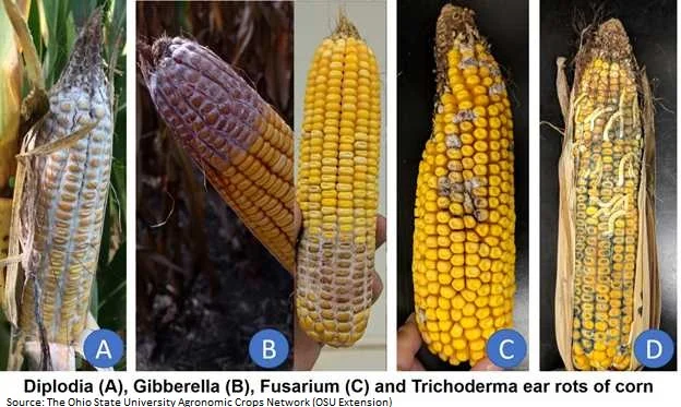 corn ear rot photo from OSU.jpg