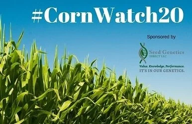 Corn showed resilience to cold temps  