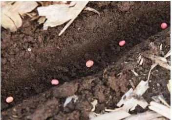 The effectiveness of insecticide on treated soybeans