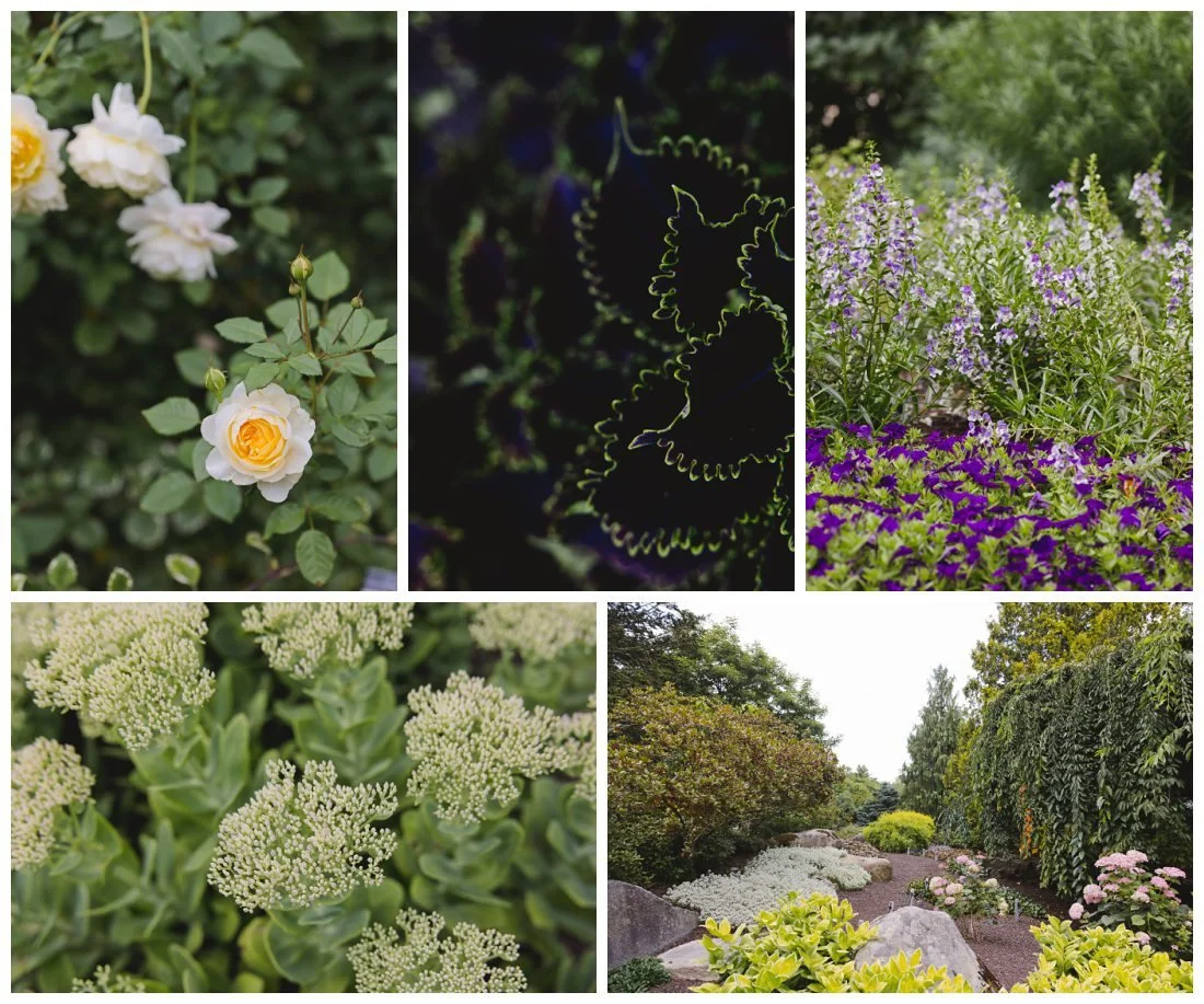details of flowers at gardens at uncanoonuc white roses purple flowers
