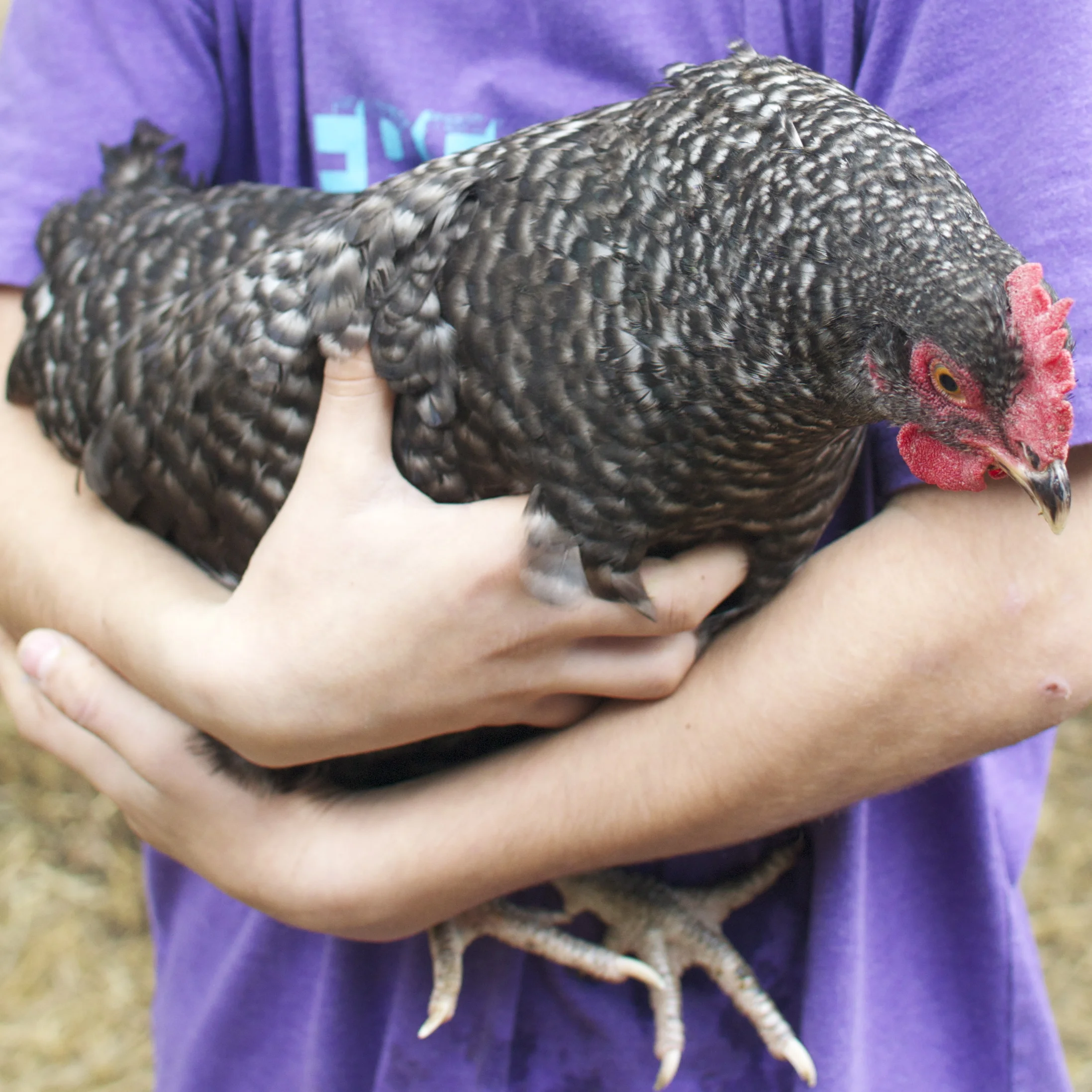 chicken.jpg