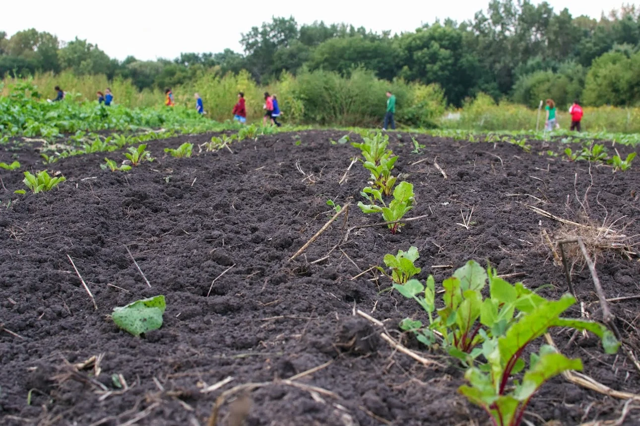 close up of beets with students in the background.jpg