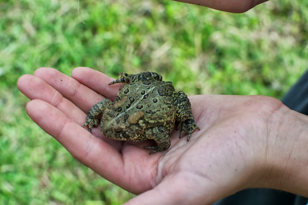 our frog friend.jpg