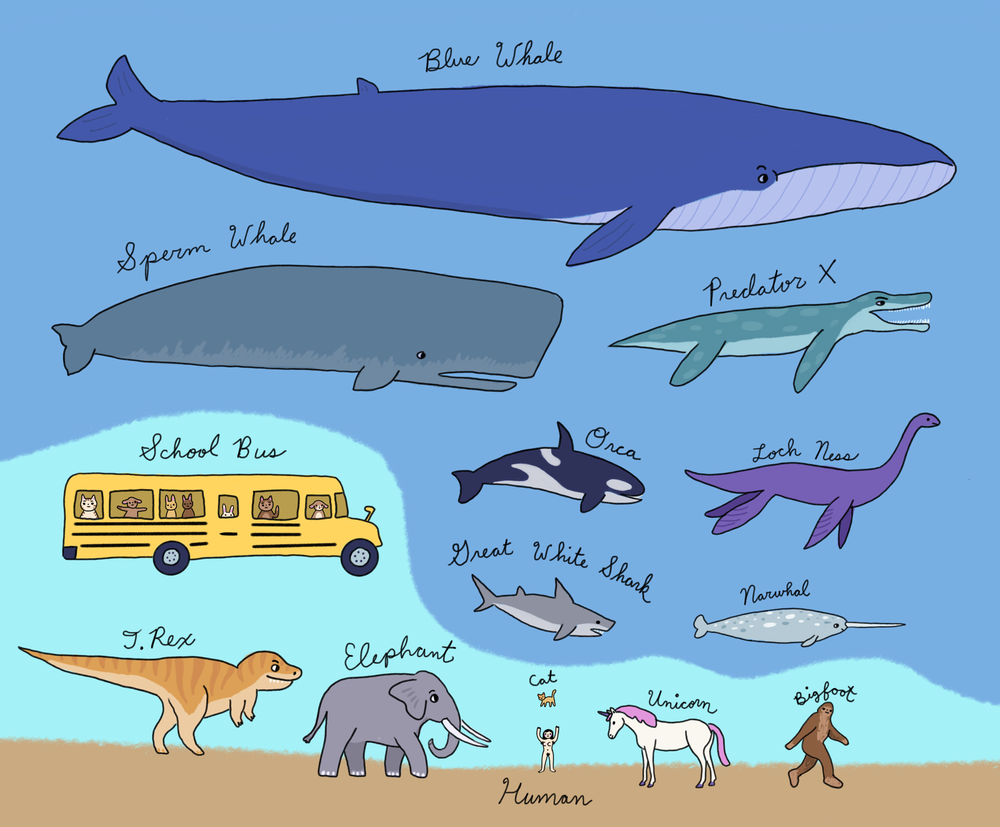 animal fact o'the week: blue whales are bigger than anyone else ever was —  Eva Grello