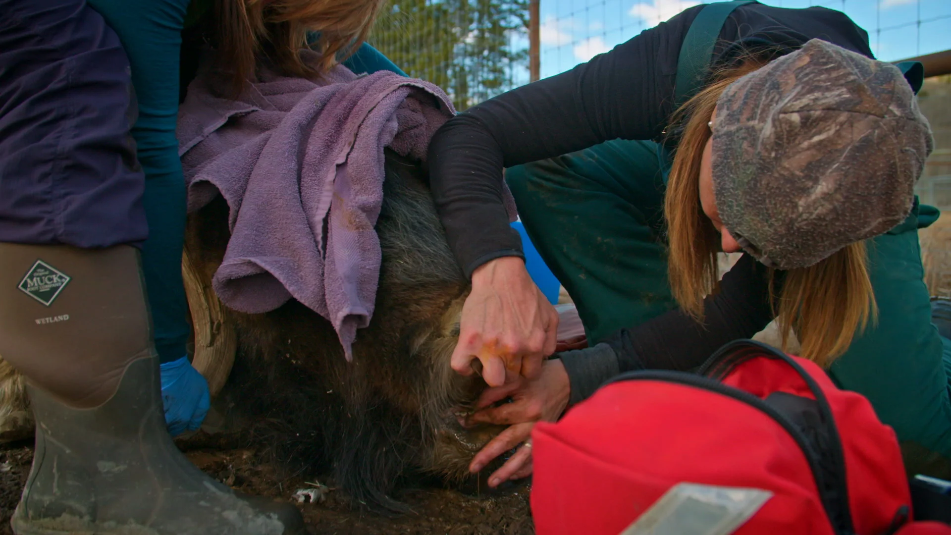YukonVet_S3__1.1.4.jpg